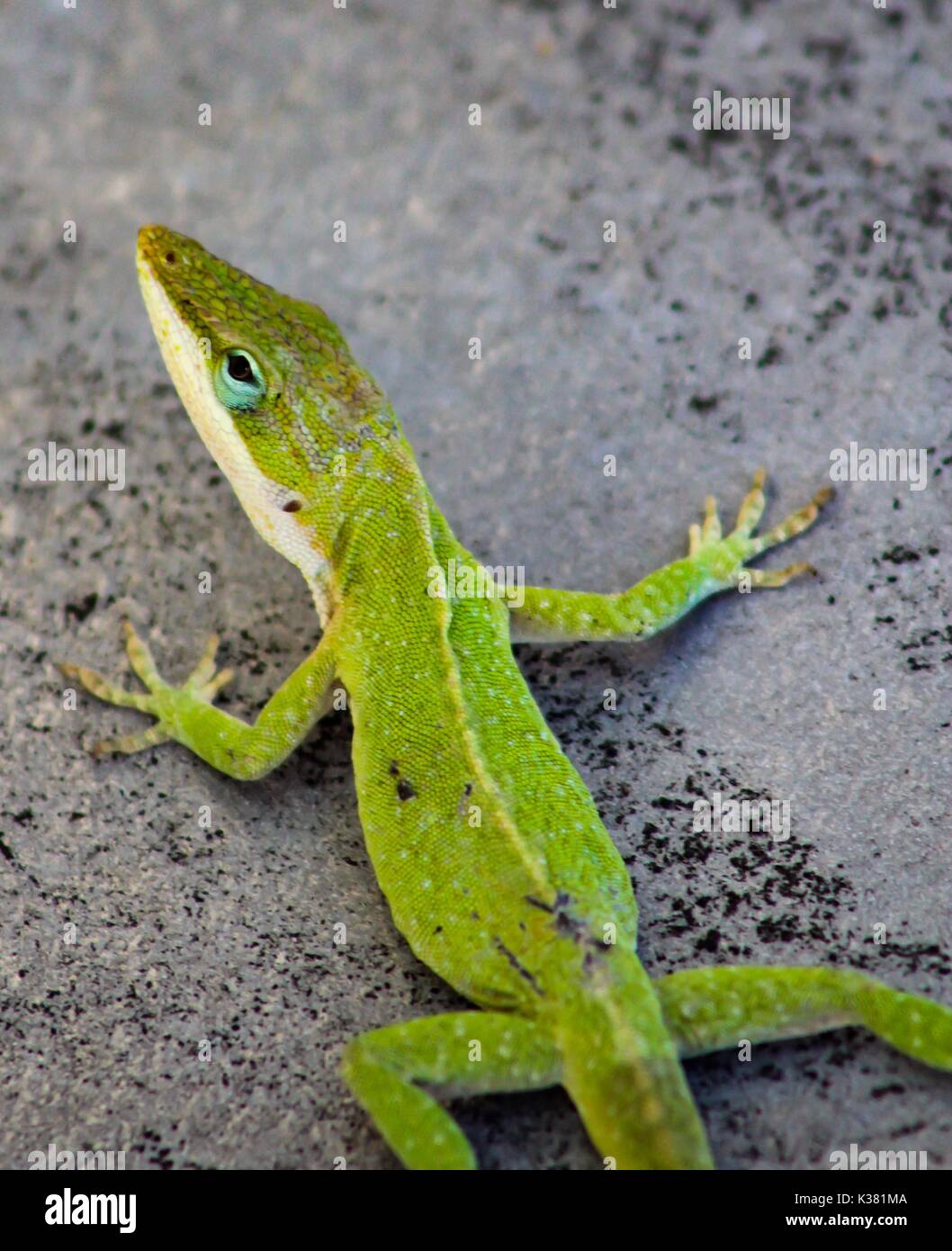 Carolina Anole verde Lizard Foto Stock