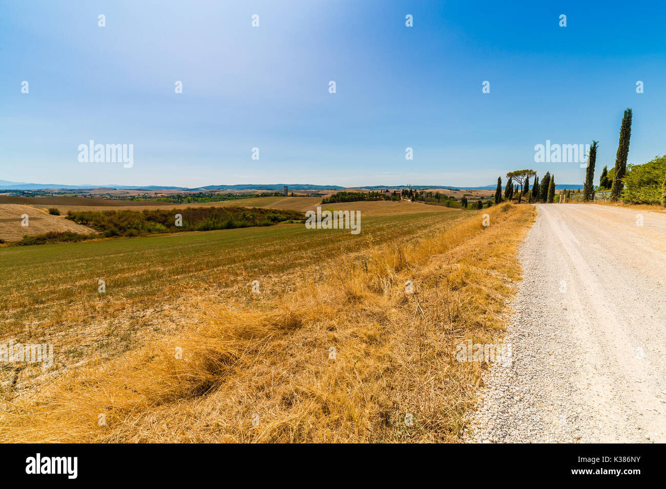 Strada sterrata in esecuzione attraverso il giallo erbacce del paesaggio delle Crete Senesi, regione di badlands sotto il sole della Toscana in Italia Foto Stock