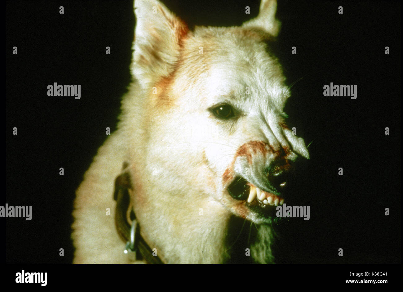 WHITE DOG DIRECTOR: SAMUEL FULLER FILM RELEASE BY PARAMOUNT PICTURES WHITE DOG DIRECTOR: SAMUEL FULLER FILM RELEASE BY PARAMOUNT PICTURES data: 1982 Foto Stock