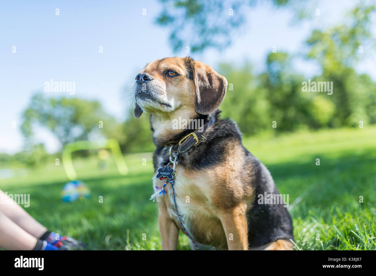 Ritratto di un simpatico cane beagle Foto Stock