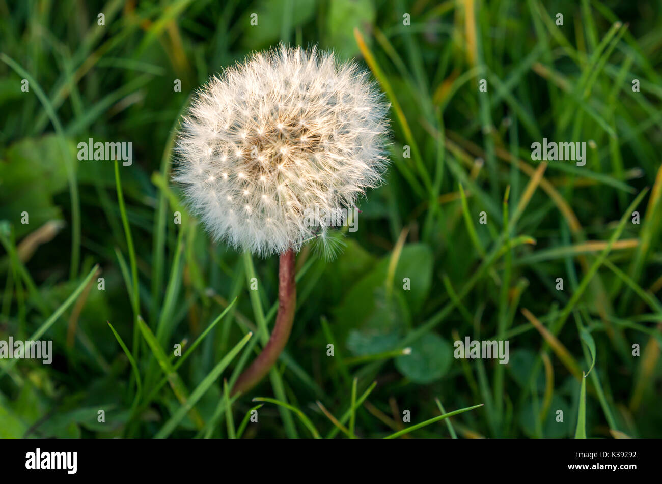 Close up di un seme di tarassaco testa orologio, Tarassaco, in erba lunga con morbida luce della sera, East Lothian, Scozia, Regno Unito Foto Stock