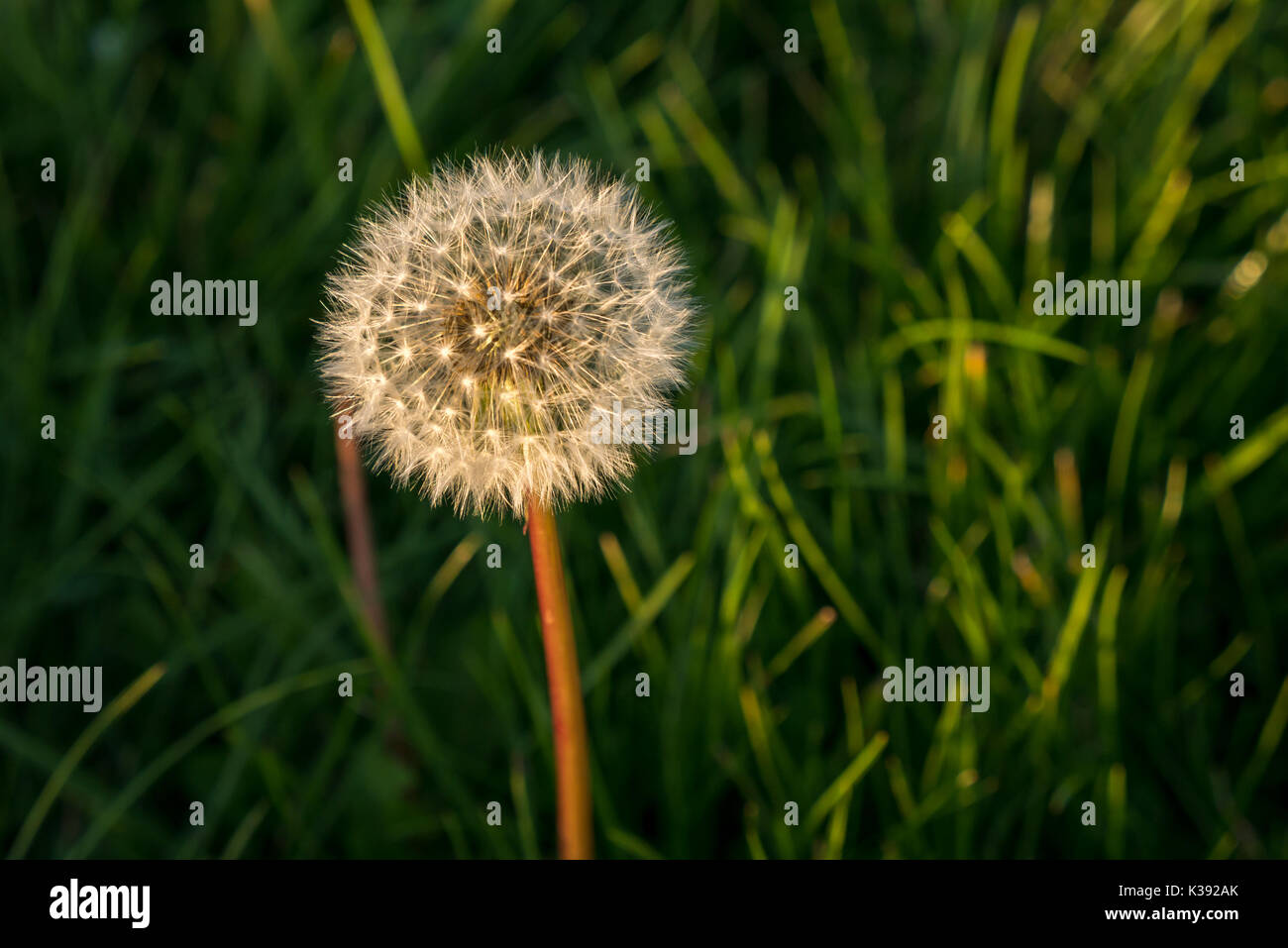 Close up di un seme di tarassaco testa orologio, Tarassaco, in erba lunga con morbida luce della sera, East Lothian, Scozia, Regno Unito Foto Stock
