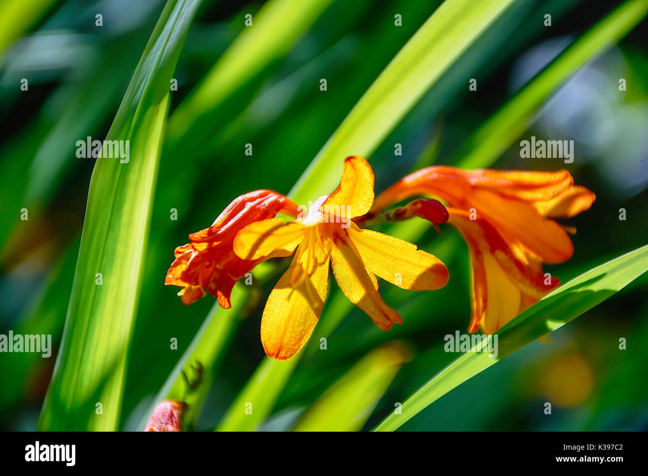 Crocosmia montbretia fiori,luce naturale bokeh , prato inglese nella soleggiata giornata estiva. Foto Stock