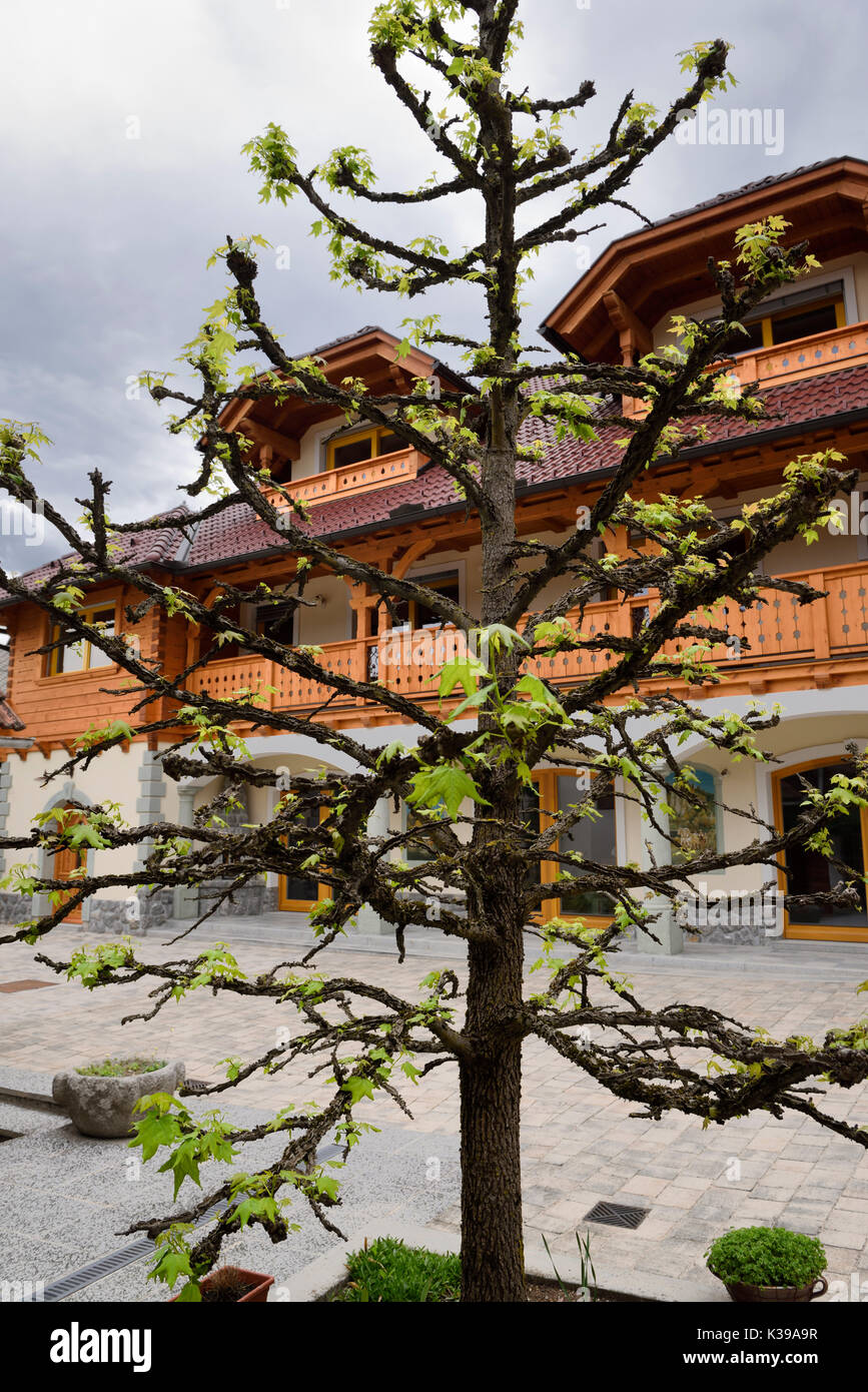 Acero campestre con winge rami e foglie giovani in primavera a Appartamento Ledrar nel villaggio Mlino Bled Slovenia Foto Stock