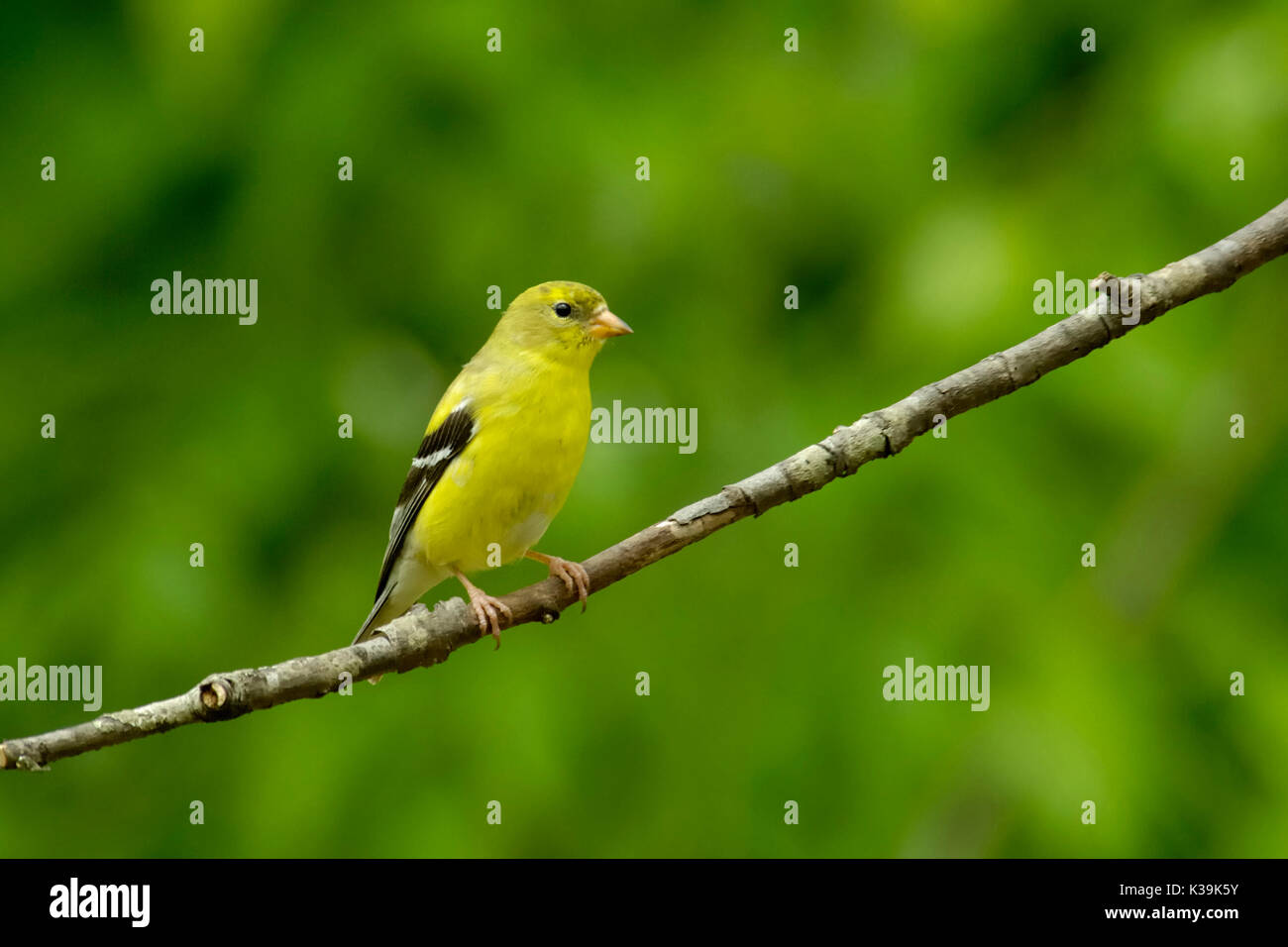 Un Americano Cardellino femmina (Carduelis tristus) visualizza la sua graziosa piumaggio di allevamento su un albero ciliegio arto nel Tennessee, USA. Foto Stock