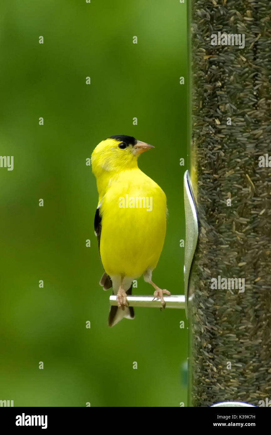 Un Americano Cardellino maschio visualizza il suo bel piumaggio di allevamento su un alimentatore in Tennessee, USA. Foto Stock