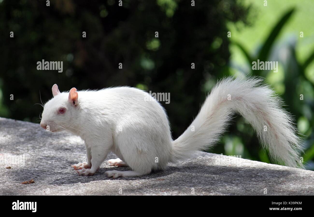 Scoiattolo Albino in compagnia del giardino, Città del Capo Foto Stock