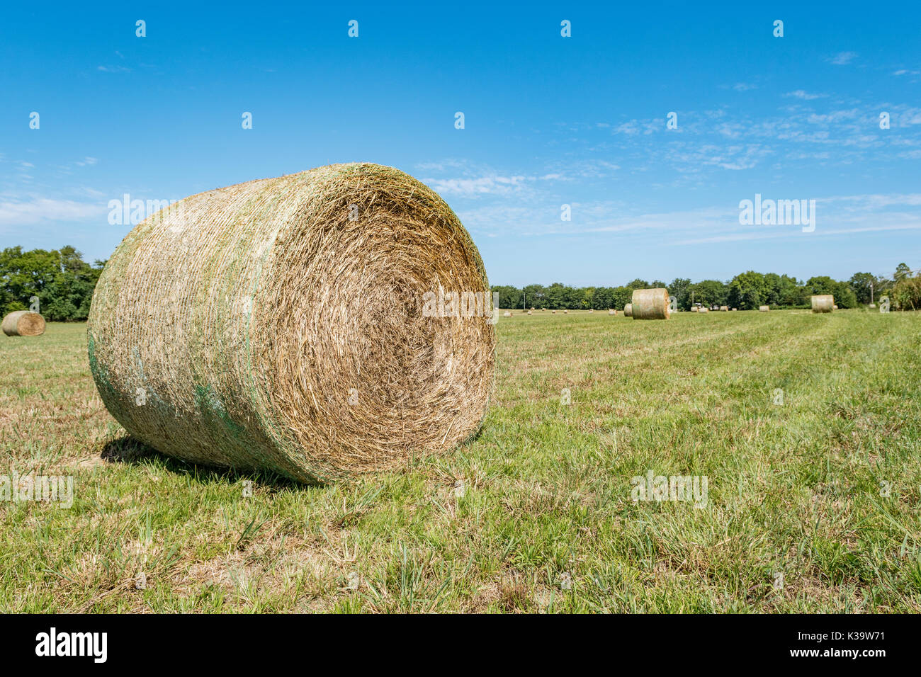 Tarda estate rotoli di balle di fieno in un campo di erba in pike road, ALABAMA, Stati Uniti d'America. Foto Stock