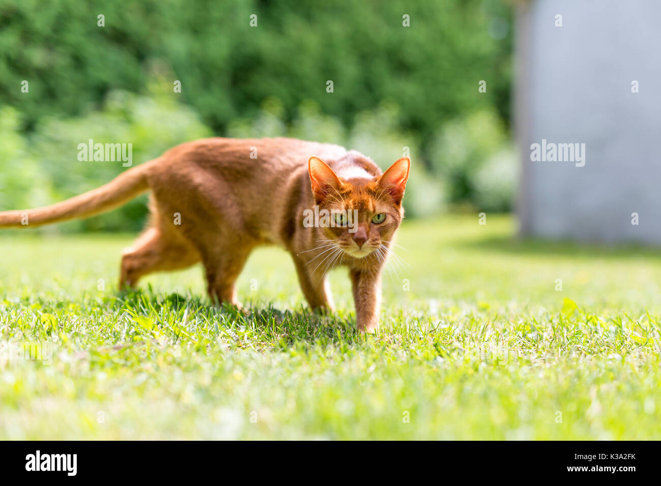 Lo zenzero tabby cat in erba in una calda serata estiva Foto Stock