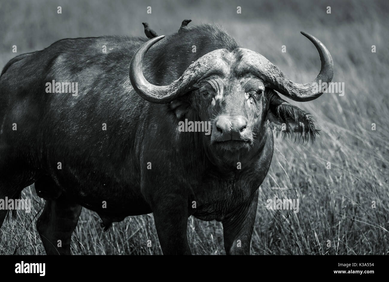 Grandi bull (maschio) bufali, Syncerus caffer, uno dei Big 5, stando in piedi in erba lunga a Savannah in Masai Mara, Kenya con giallo-fatturati oxpeckers Foto Stock Grandi bull (maschio) bufali, Syncerus caffer, uno dei Big 5, stando in piedi in erba lunga a Savannah in Masai Mara, Kenya con giallo-fatturati oxpeckers Foto Stock