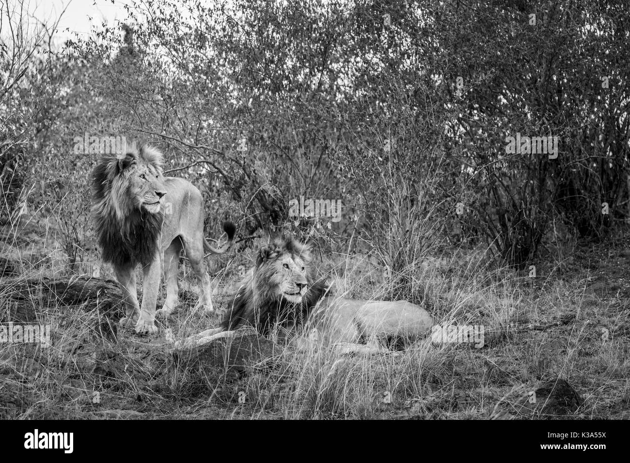 Coppia di maschio adulto Mara leoni (Panthera leo) nella macchia, Masai Mara, Kenya, in monocromia Foto Stock