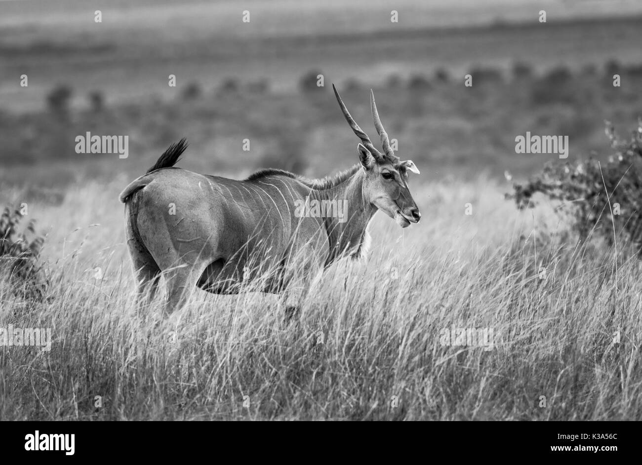 Vista del common eland antilope, Taurotragus oryx, con grandi corna a spirale, il Masai Mara, Kenya, stando in piedi in erba lunga di Savannah Foto Stock