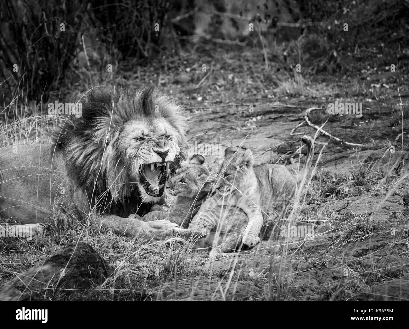 Maschio di leone Mara (Panthera leo) ringhia scherzosamente come egli interagisce con la sua famiglia di graziosi giovani lion cubs, il Masai Mara, Kenya, in monocromia Foto Stock