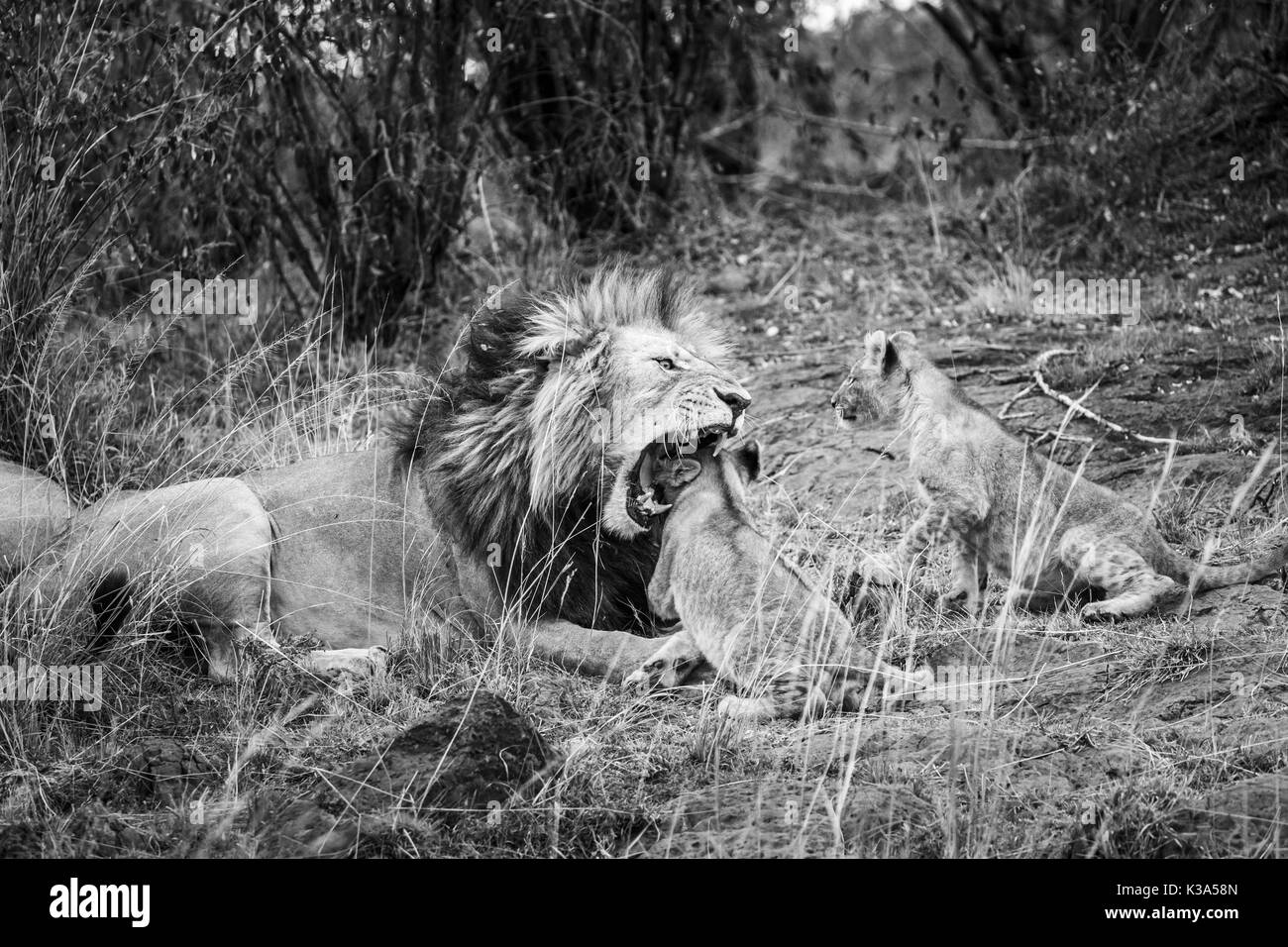 Maschio di leone Mara (Panthera leo) scherzosamente morde come egli interagisce con la sua famiglia di graziosi giovani lion cubs, il Masai Mara, Kenya, in monocromia Foto Stock