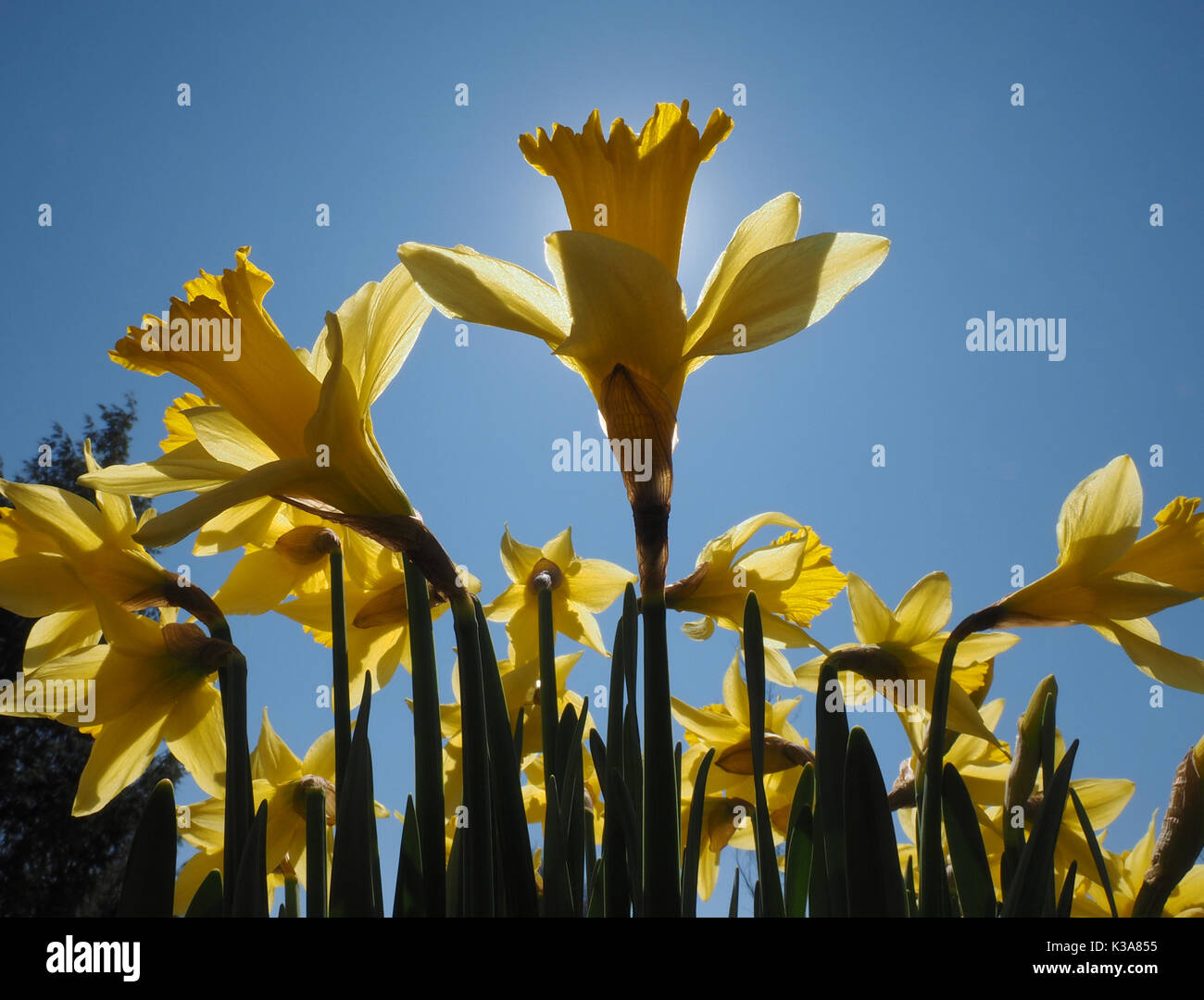 Jonquils giallo su una mattina di primavera nella luce del sole (Narcissus jonquilla). Il Jonquil è una delle prime piante fiorite a comparire in primavera e io Foto Stock