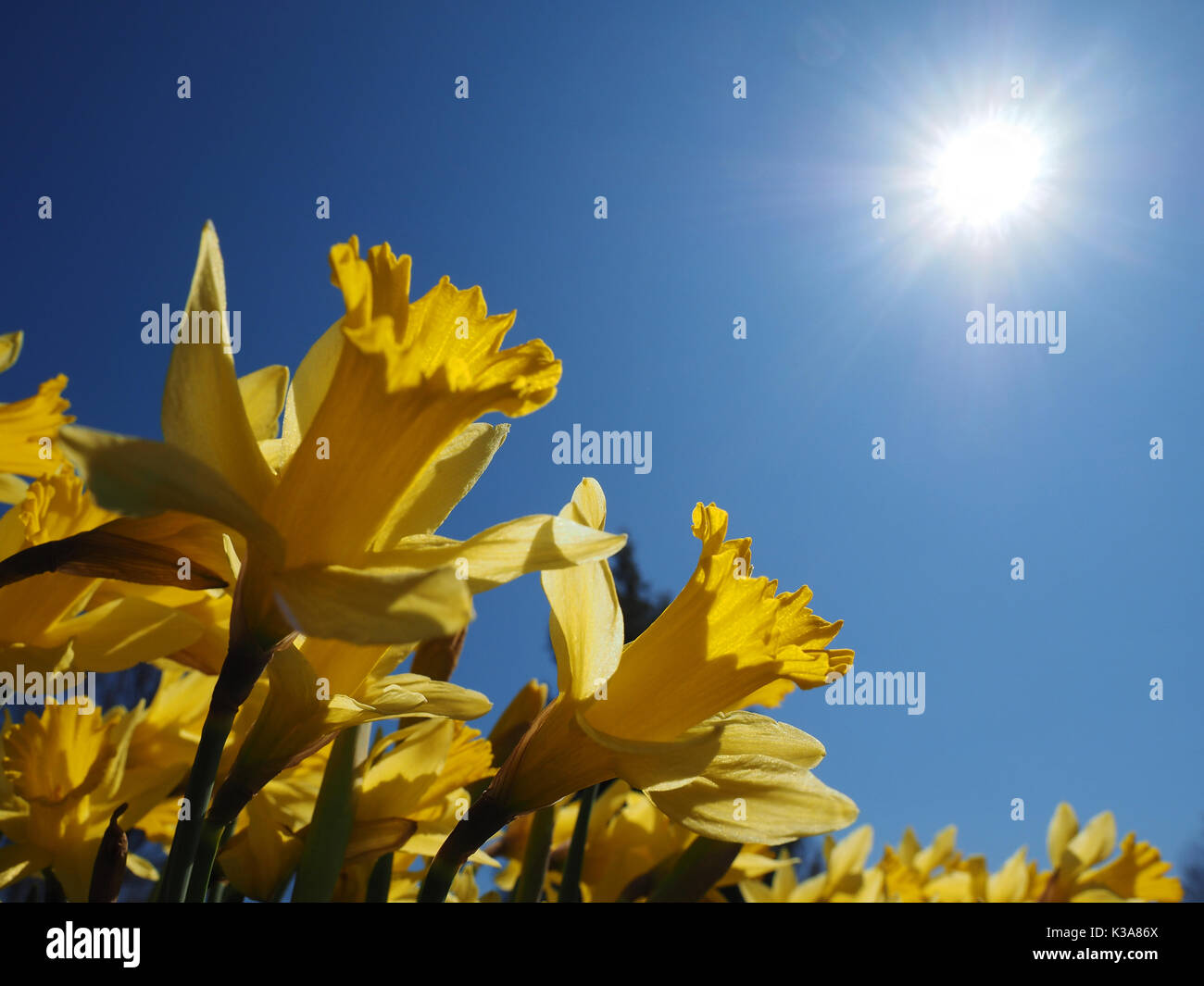 Giallo culto Jonquils il caldo sole di mattina in un giorno di primavera (Narcissus jonquilla). Il Jonquil è una delle prime piante fiorite a comparire nel Foto Stock