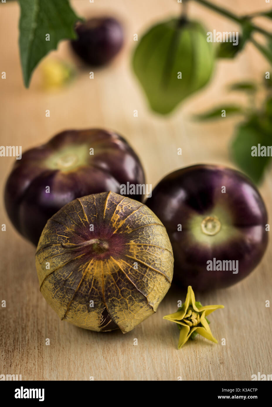 Viola tomatillo Foto Stock