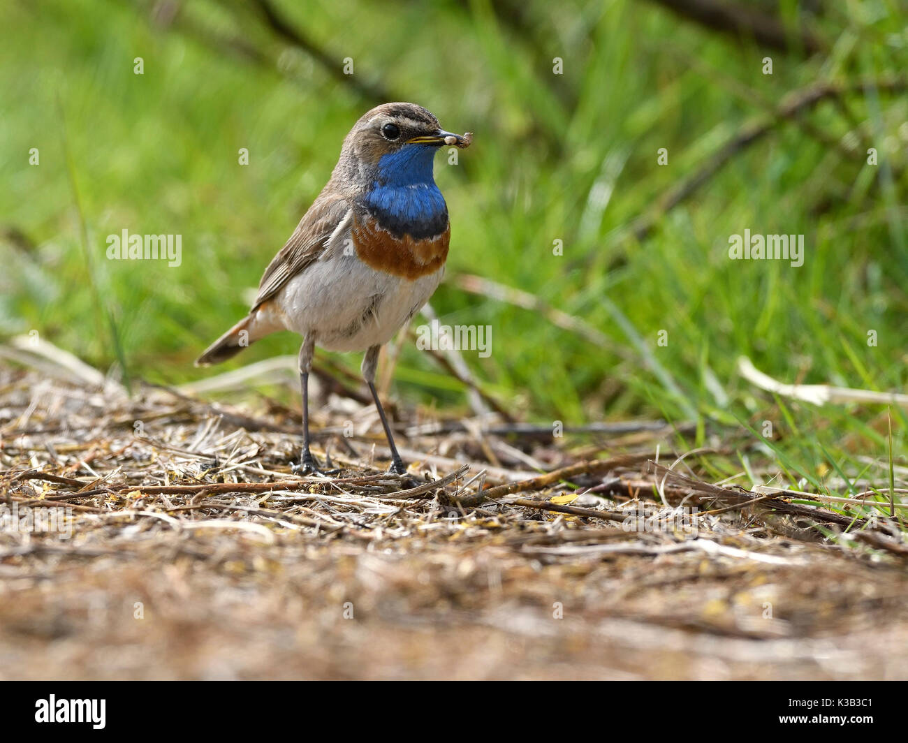 Pettazzurro (Luscinia svecica) seduto per terra con un insetto nel becco, texel, west isole frisone, North Holland Foto Stock