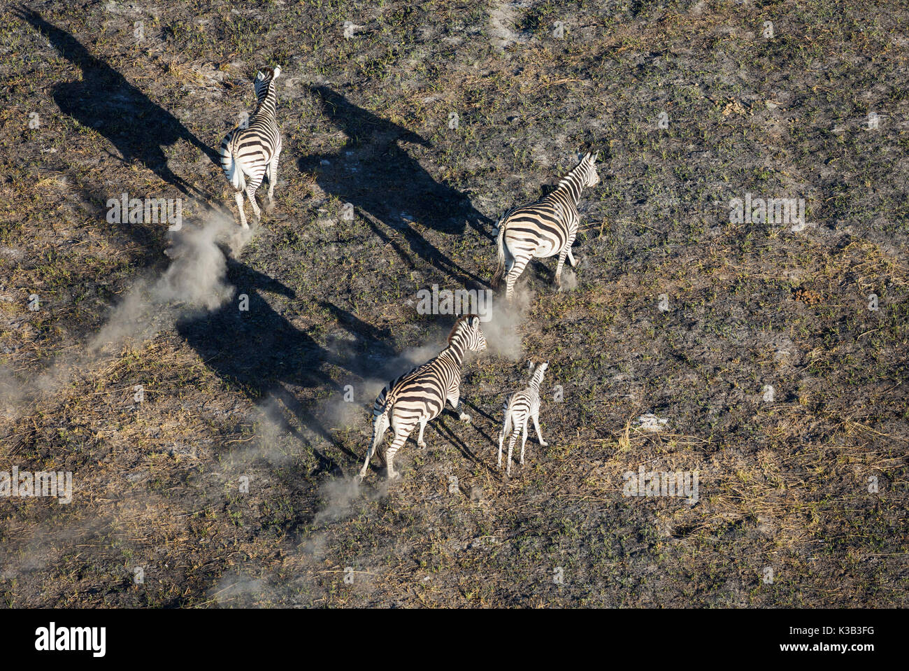 Zebra di Burchell (Equus quagga burchelli), roaming in tarda serata, vista aerea, Delta di Okavango, Riserva di Moremi Foto Stock