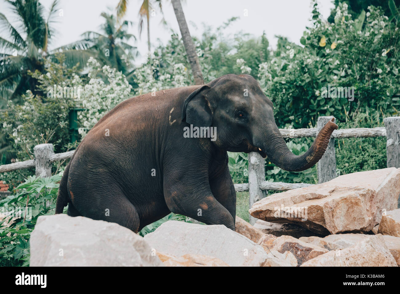 Un giovane dello Sri Lanka elephant vicino a kegalle in provincia centrale, sri lanka. Il di Sri Lanka elephant (Elephas maximus maximus) è uno dei tre riconosciuto Foto Stock