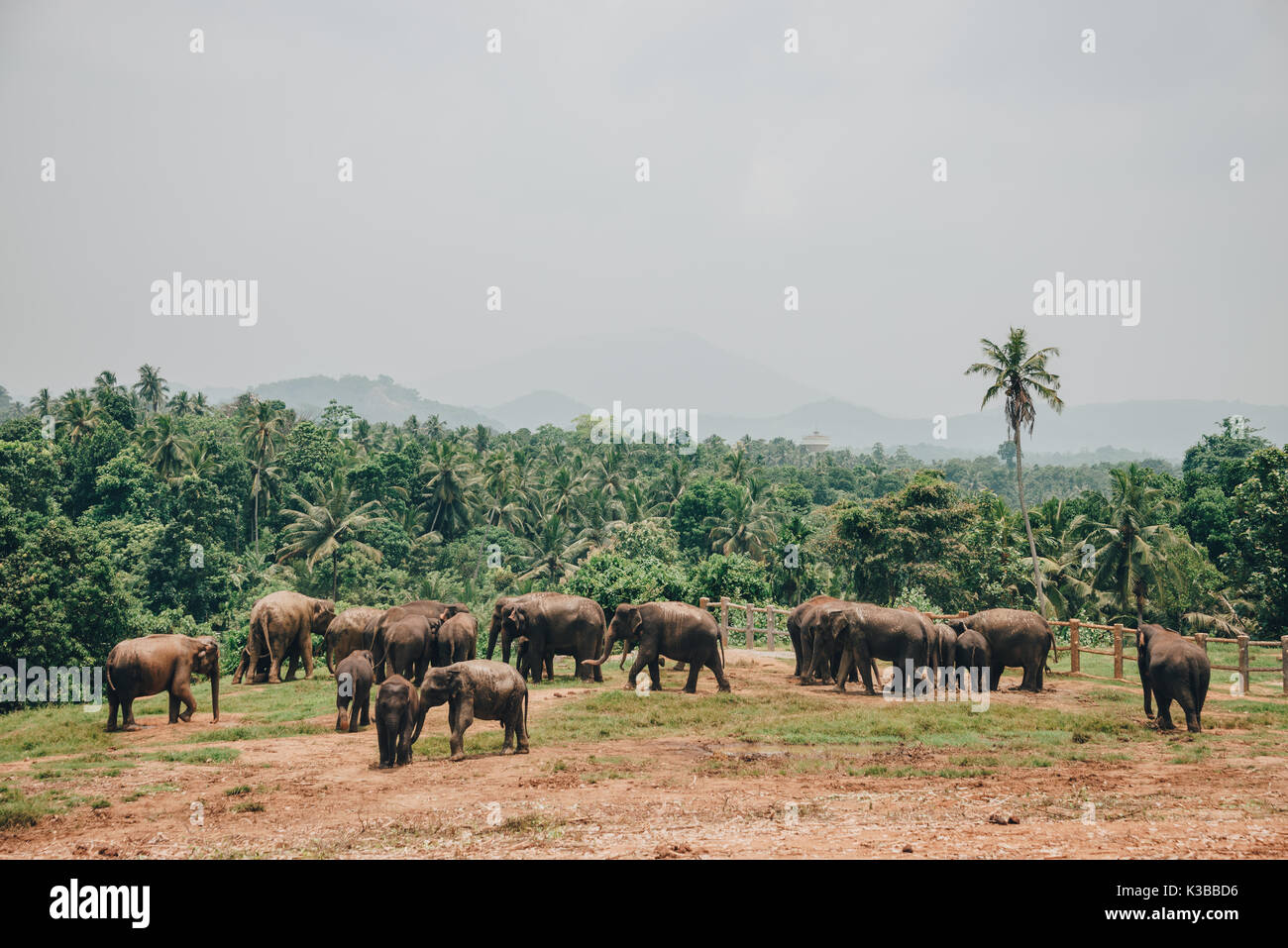 Una mandria di dello Sri Lanka elefanti vicino a Kegalle in provincia centrale, Sri Lanka. Il di Sri Lanka elephant (Elephas maximus maximus) è uno dei tre recogniz Foto Stock