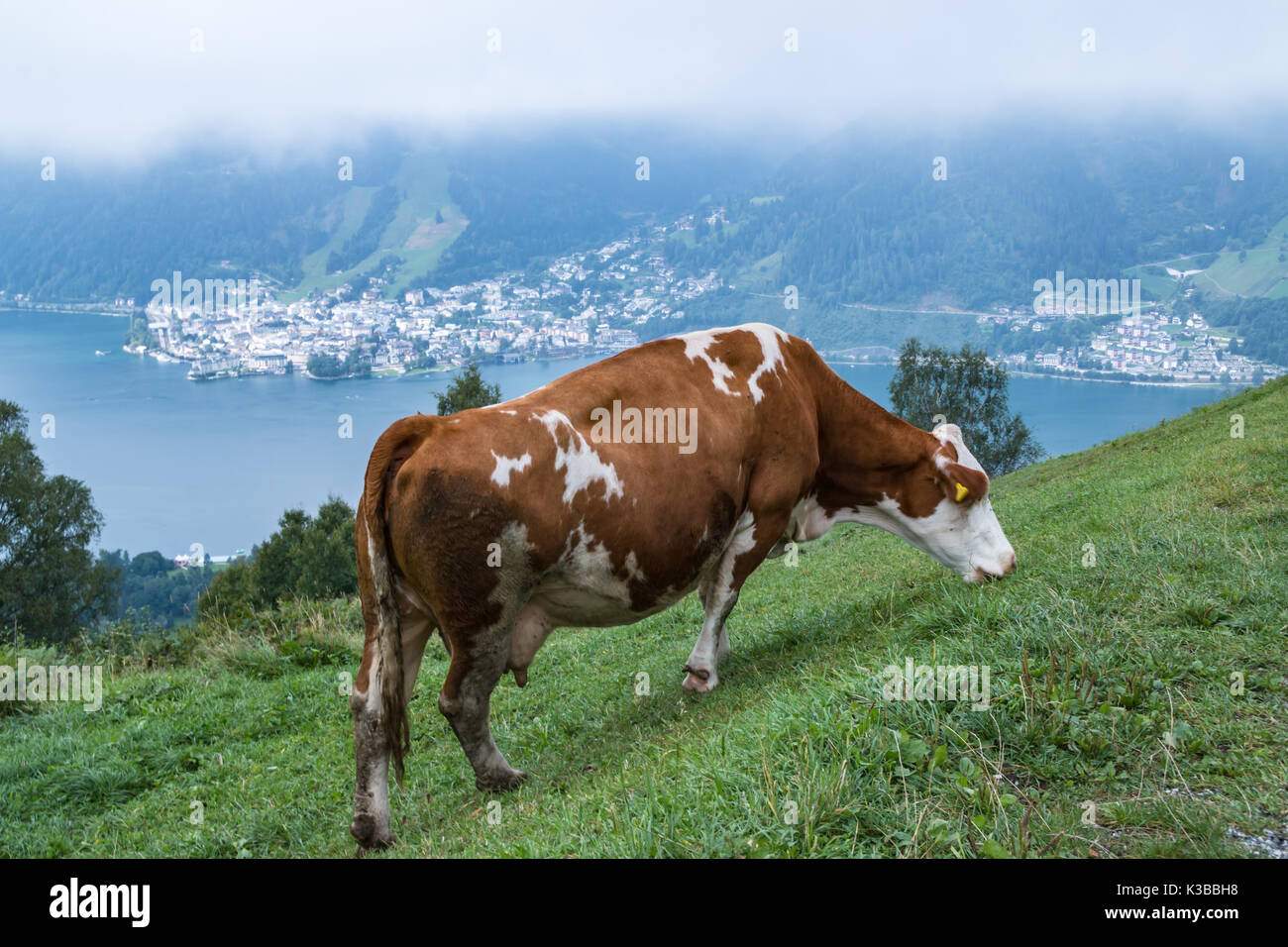 Vacca austriaco su una collina con il lago di Zell in background Foto Stock