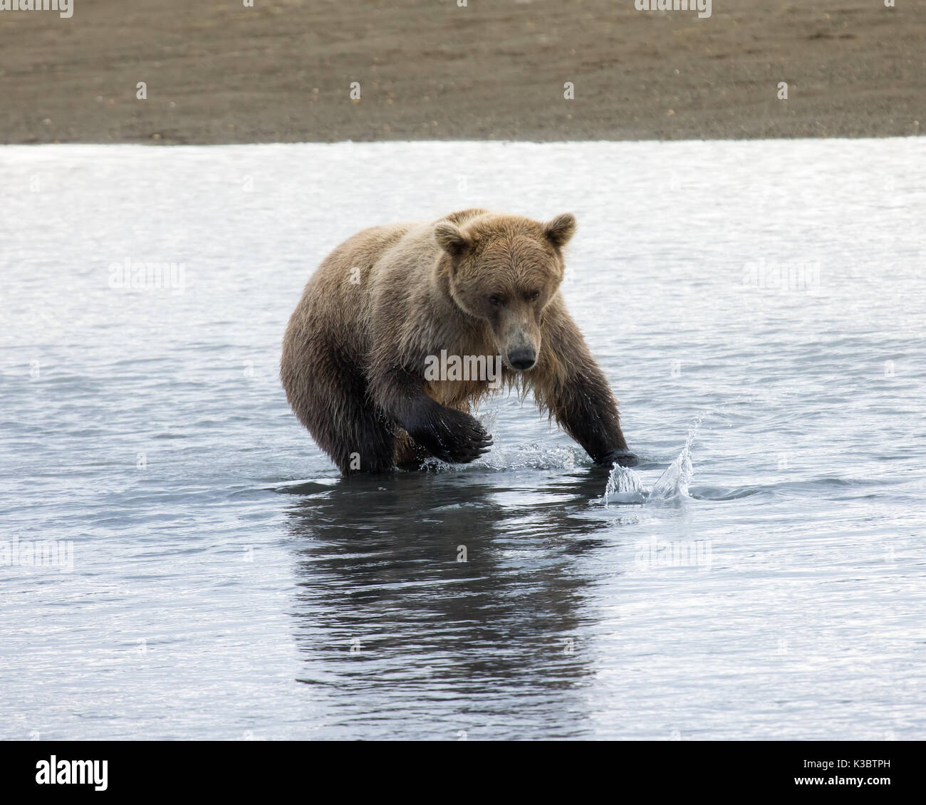 Coastal orso bruno pesca, katmai, Alaska Foto Stock