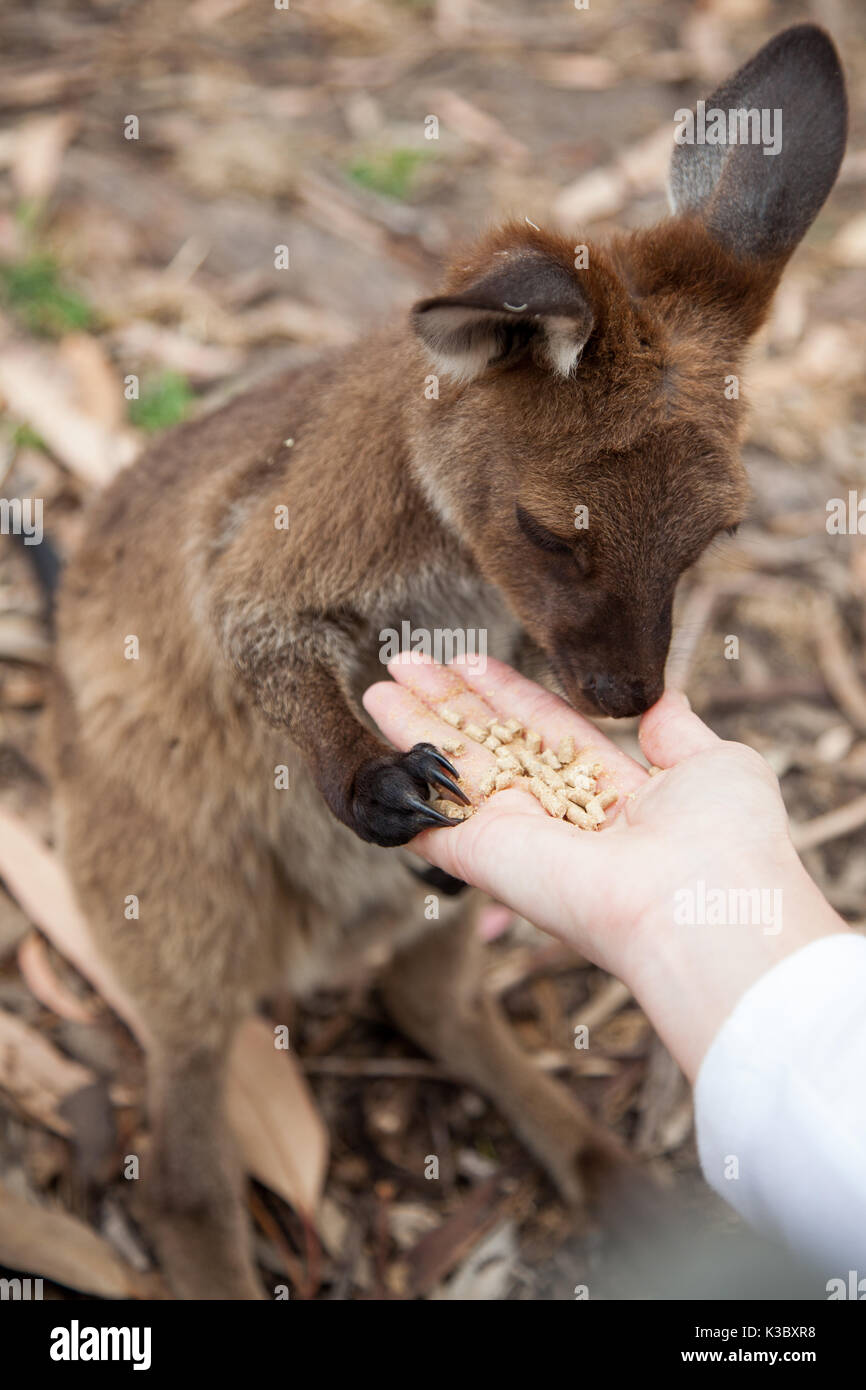 Una chiusura di un canguro joey wallaby mangiare fuori una mano femmine. Foto Stock