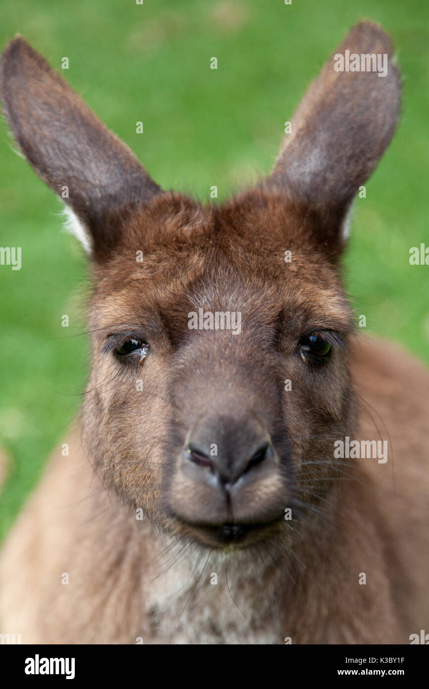 Una chiusura di un canguro. Foto Stock