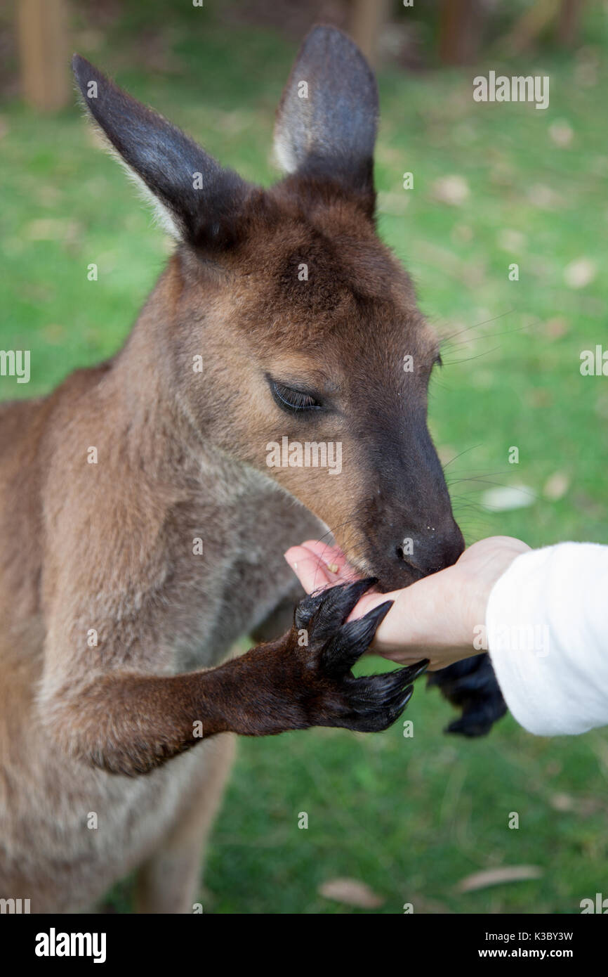 Una chiusura di un canguro mangiare fuori una mano femmine. Foto Stock