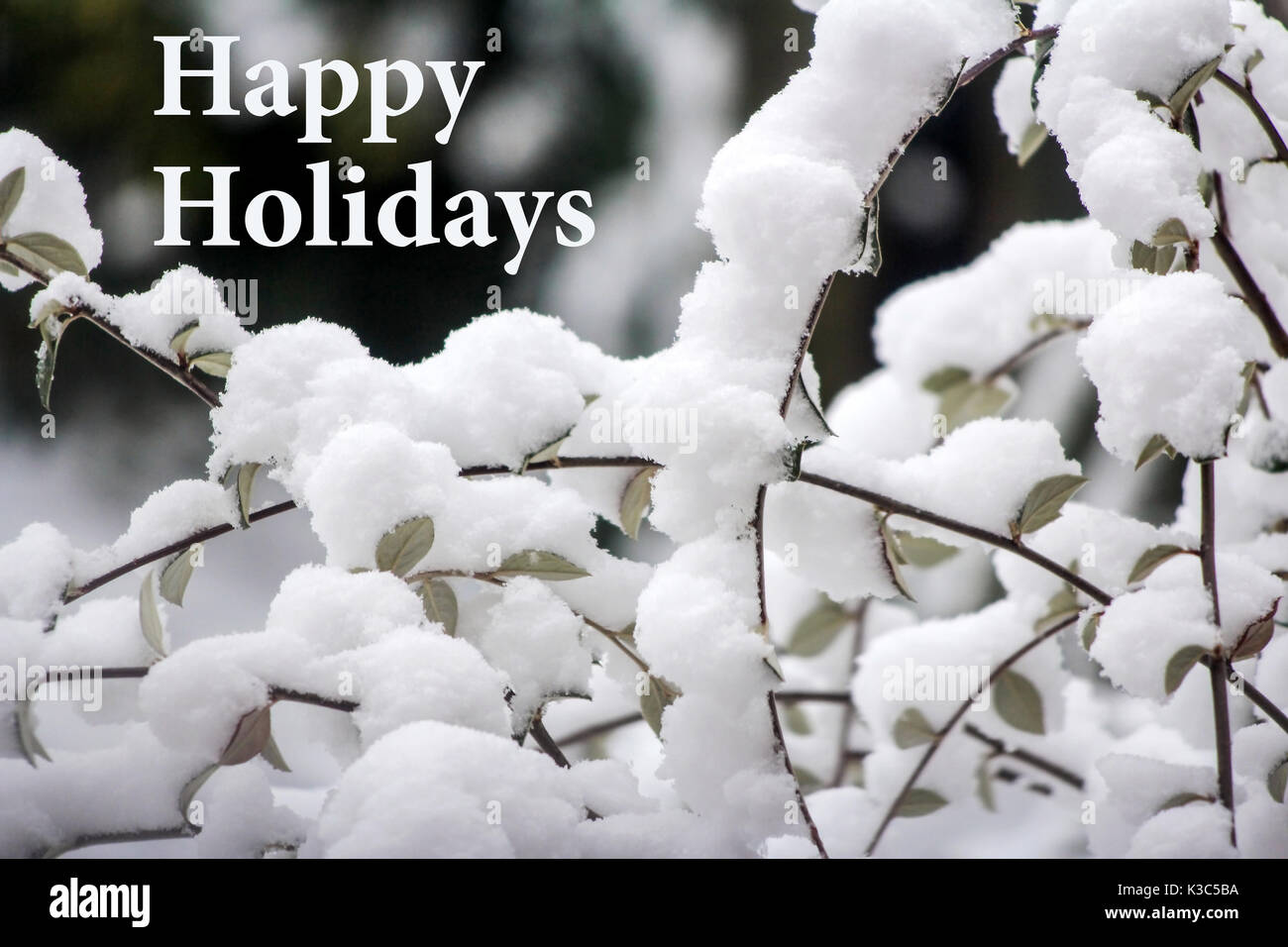 Buone vacanze a tutti saluto con la neve sulle foglie di un albero Foto Stock