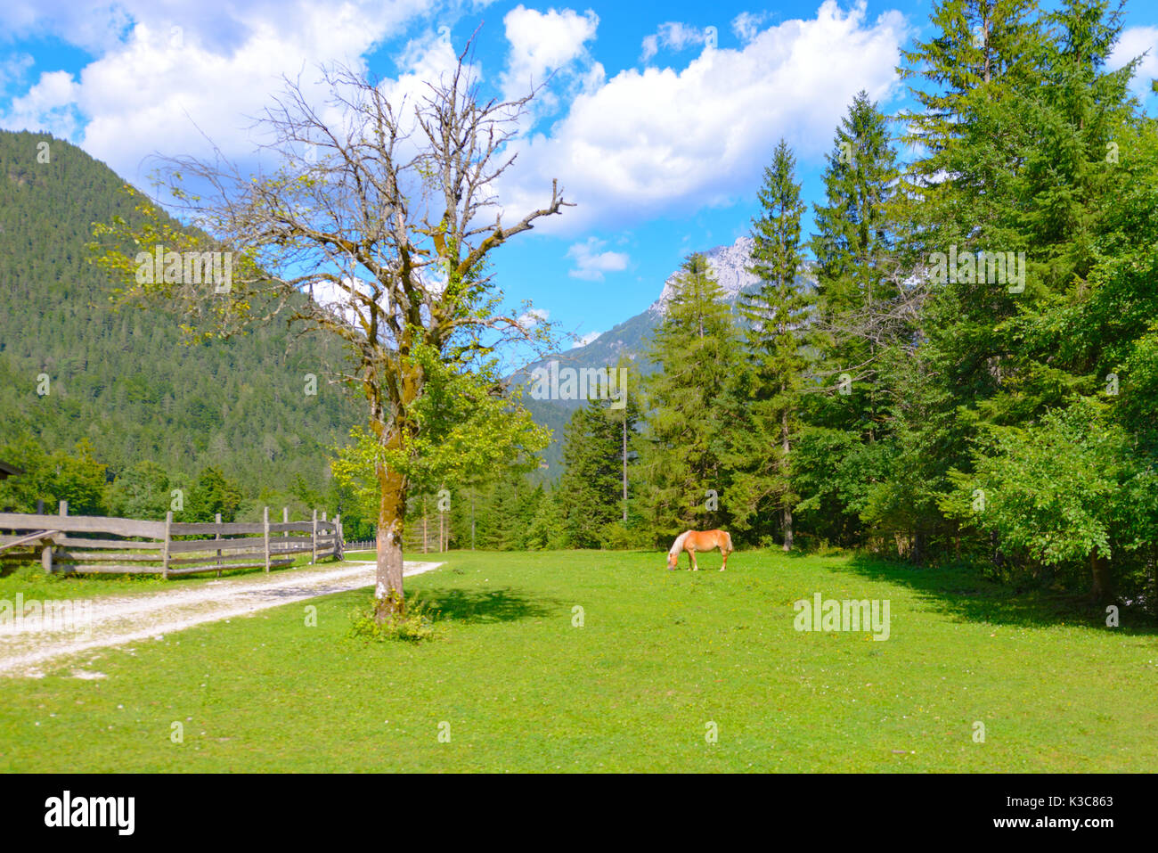 Paesaggio di montagna in Robanov kot, la Slovenia con un prato, albero e un cavallo al pascolo Foto Stock