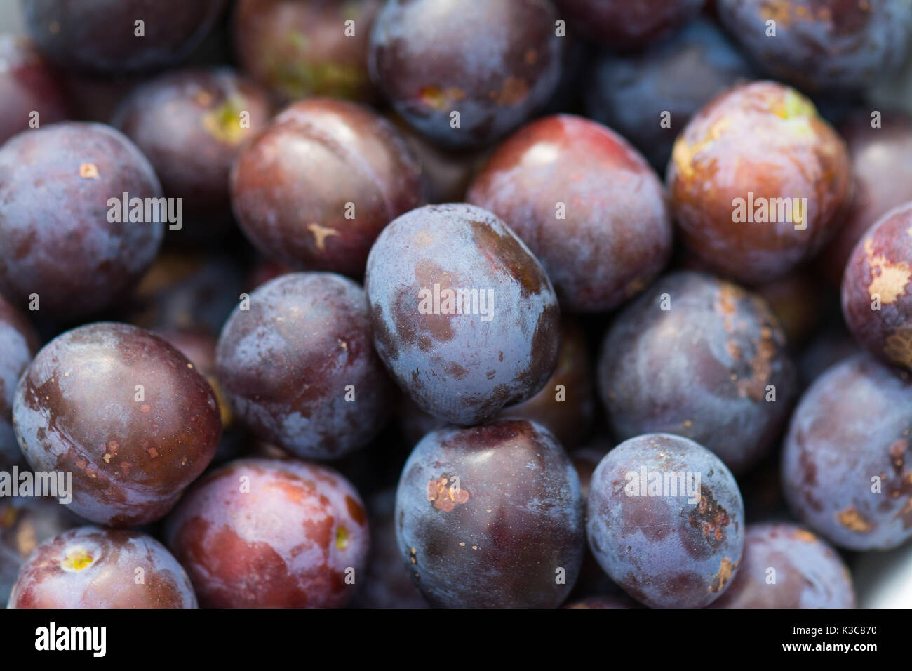 Wild damsons close up Foto Stock