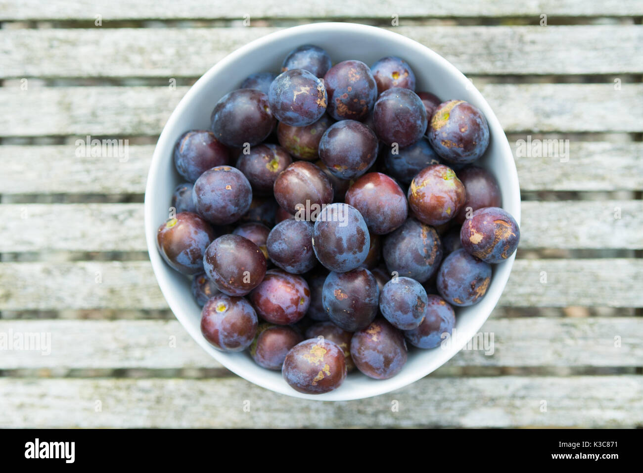 Wild damsons nel recipiente Foto Stock