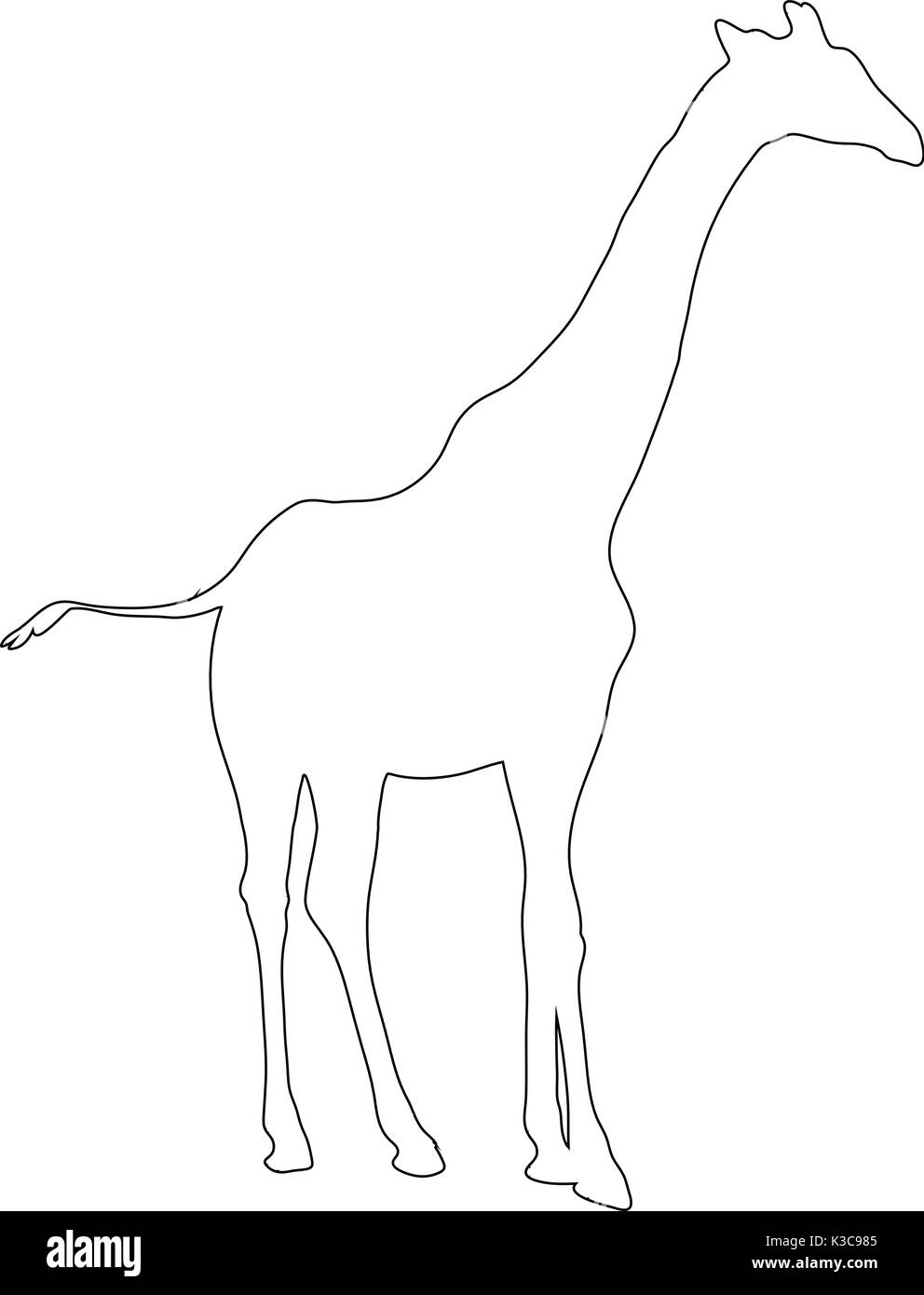 Profilo di una giraffa africana Illustrazione Vettoriale