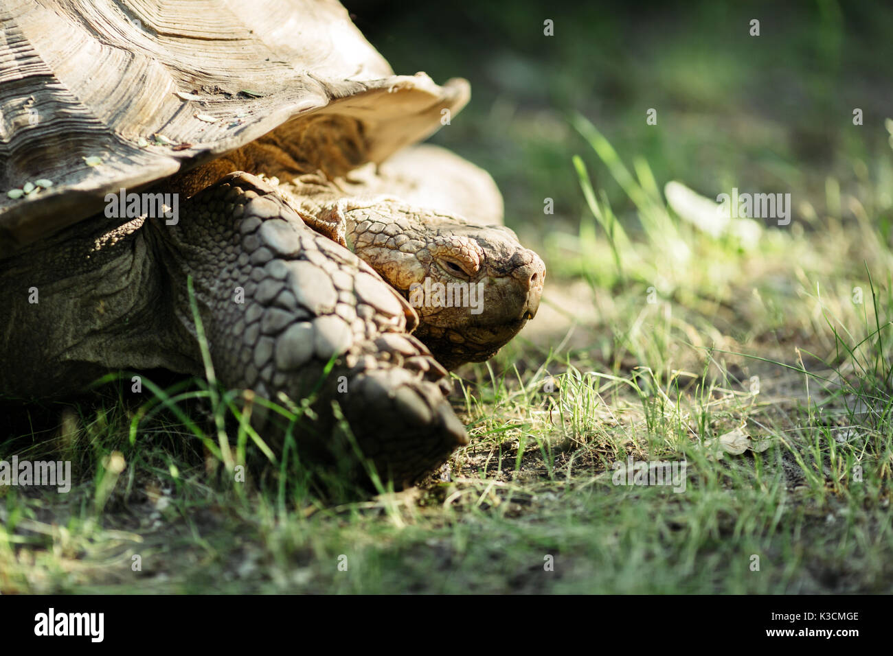 Turtle all'aperto Foto Stock