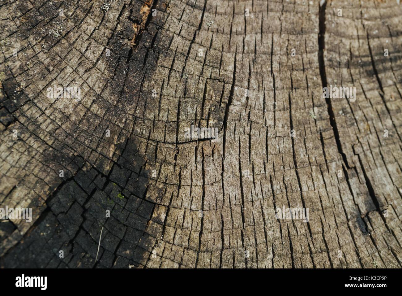 Tavola di legno con texture. Foto Stock