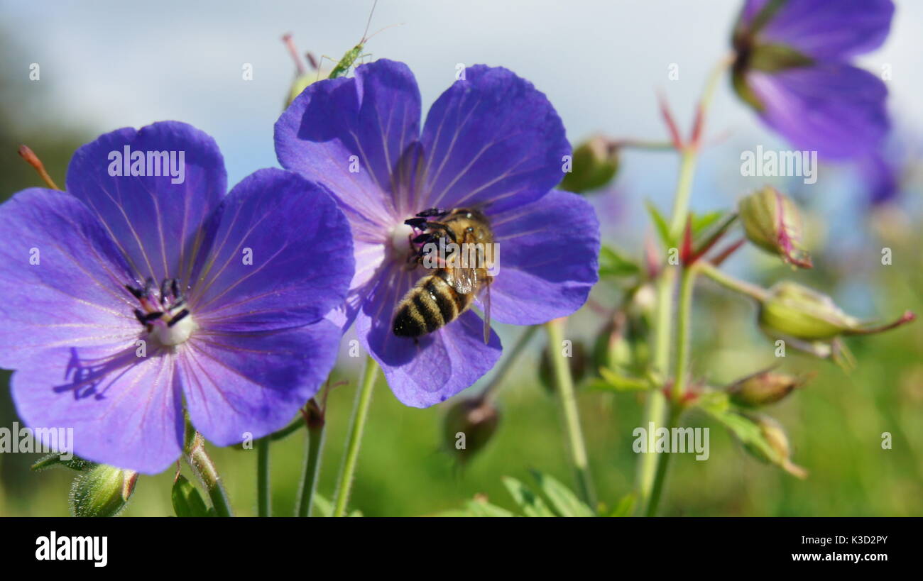 Un'ape raccolta forma il polline di un fiore Foto Stock