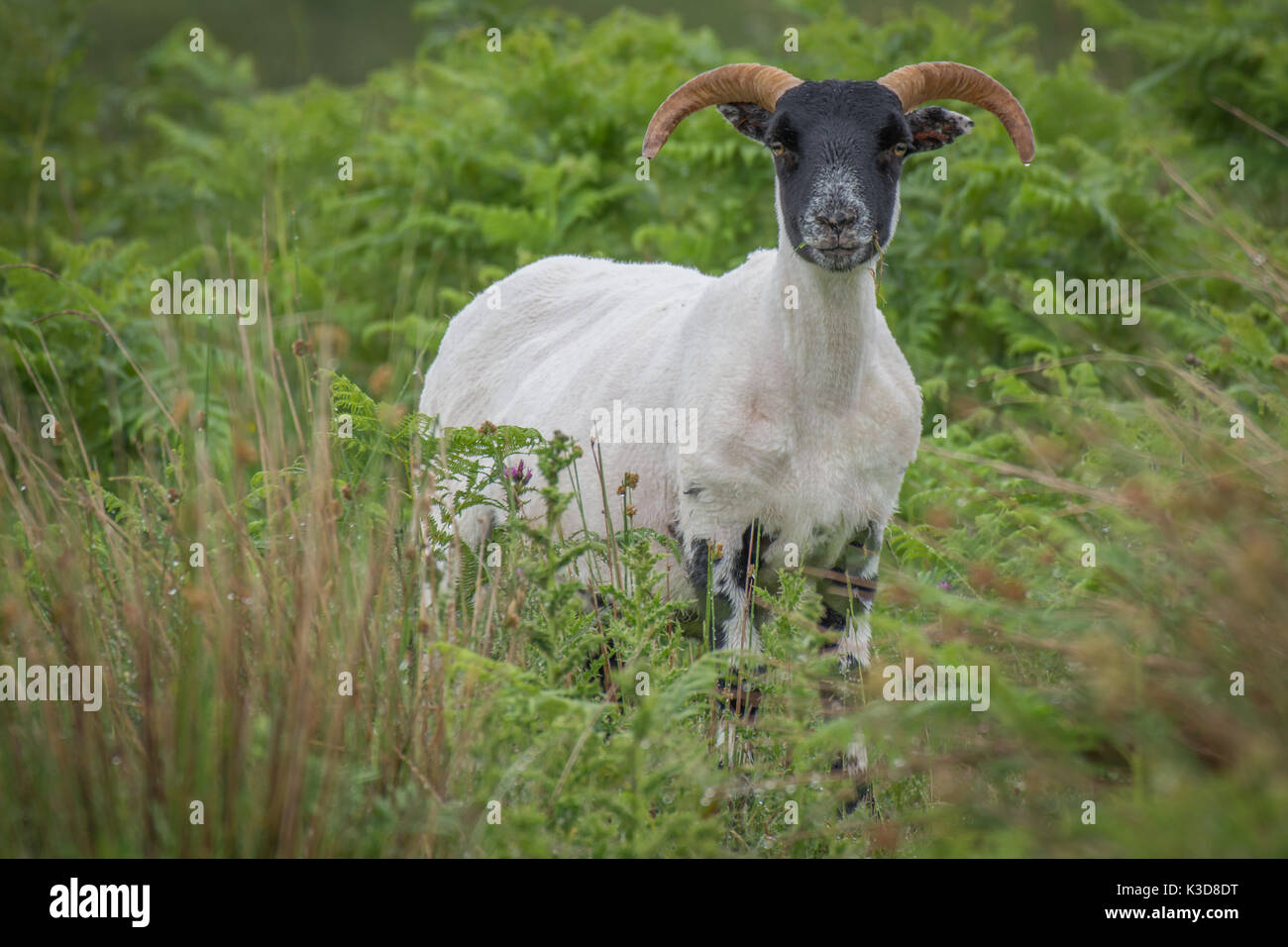 Ritratto di avviso di una pecora con le corna che è appena stata troncare in piedi che guarda in avanti tra erba con erba in bocca Foto Stock