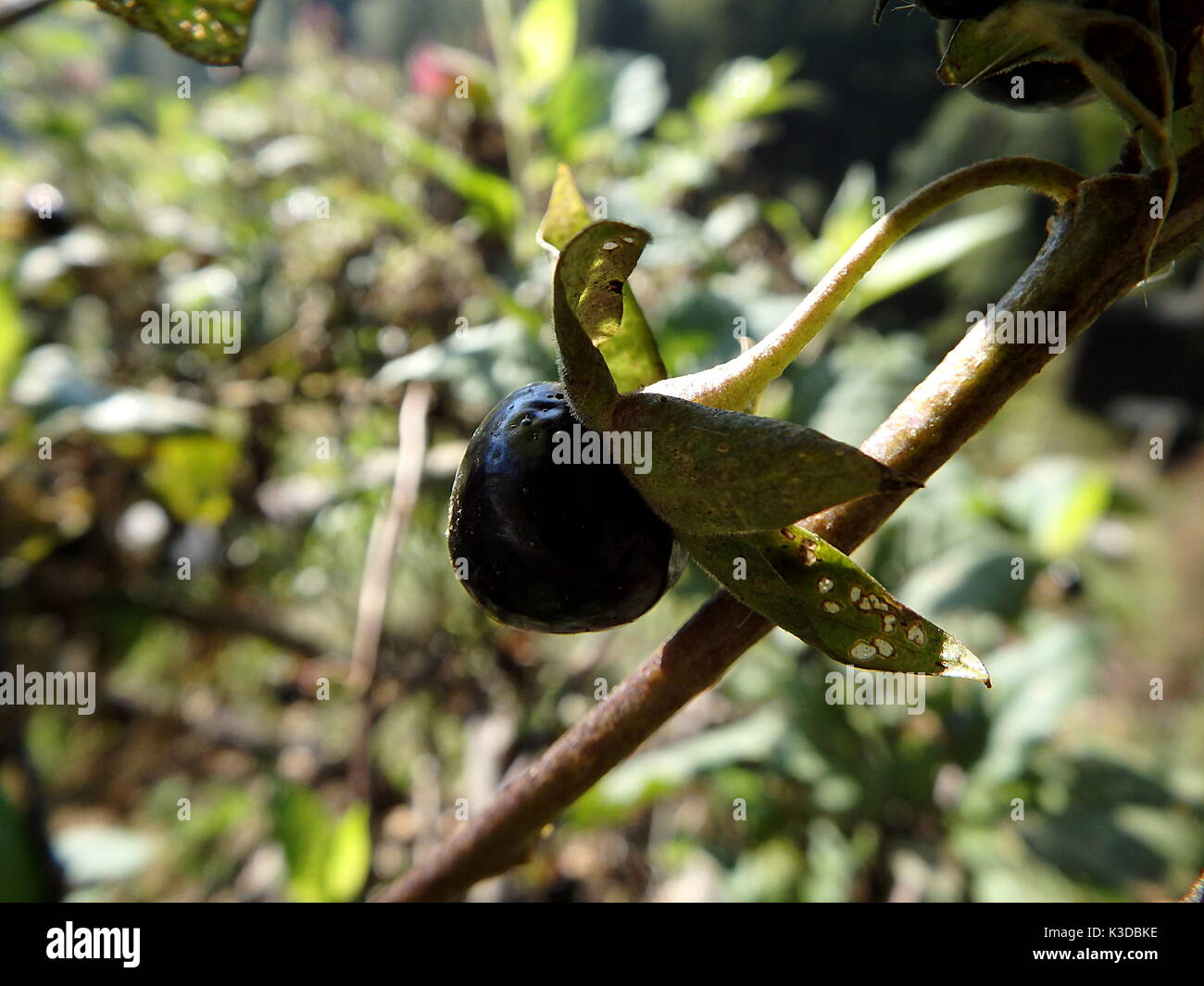 La mortale Nightshade, belladonna Black Berry, (Atropa belladonna) Foto Stock