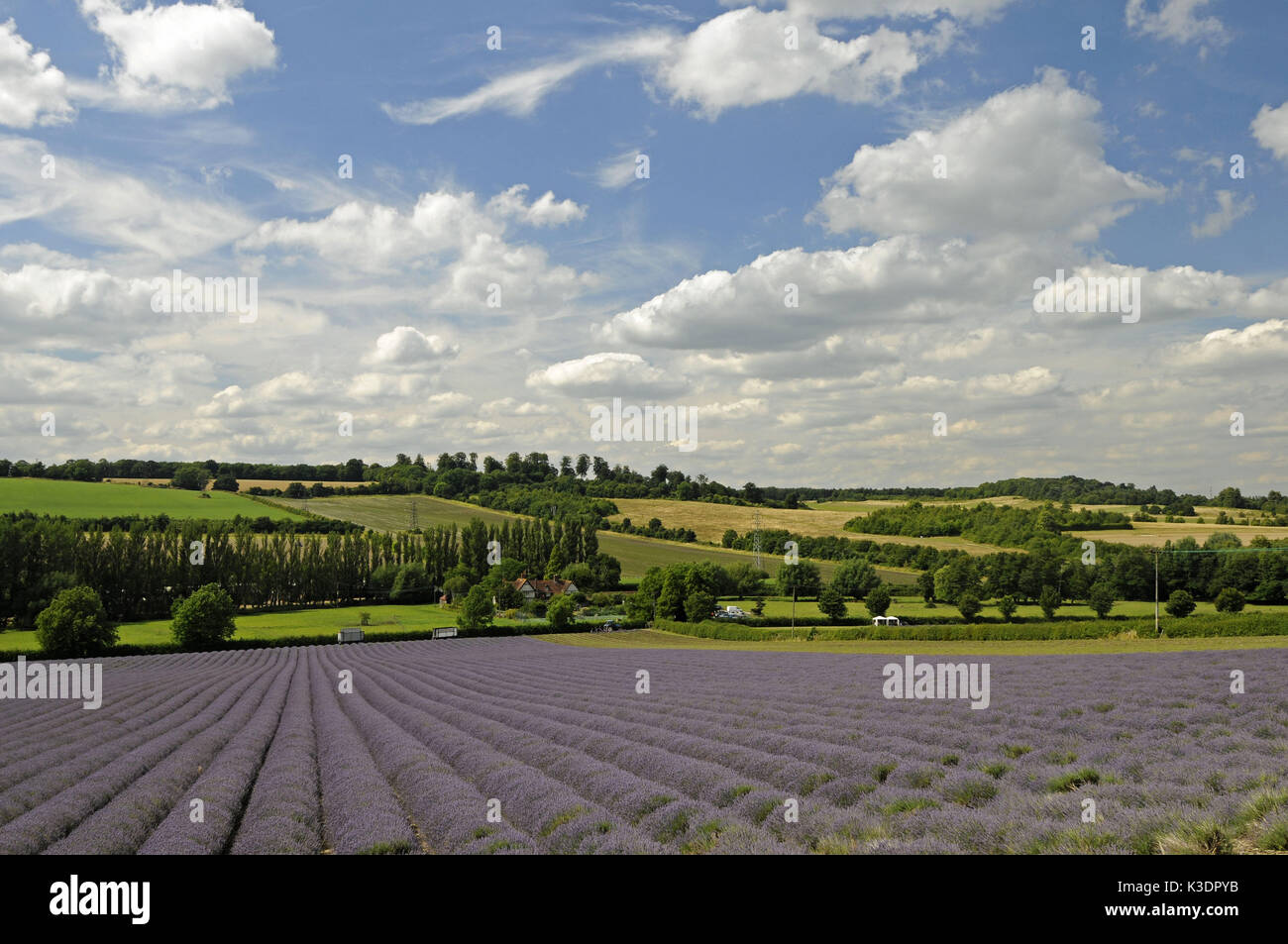 Campo di lavanda, Castello farm, Shoreham, Kent, Inghilterra, Foto Stock