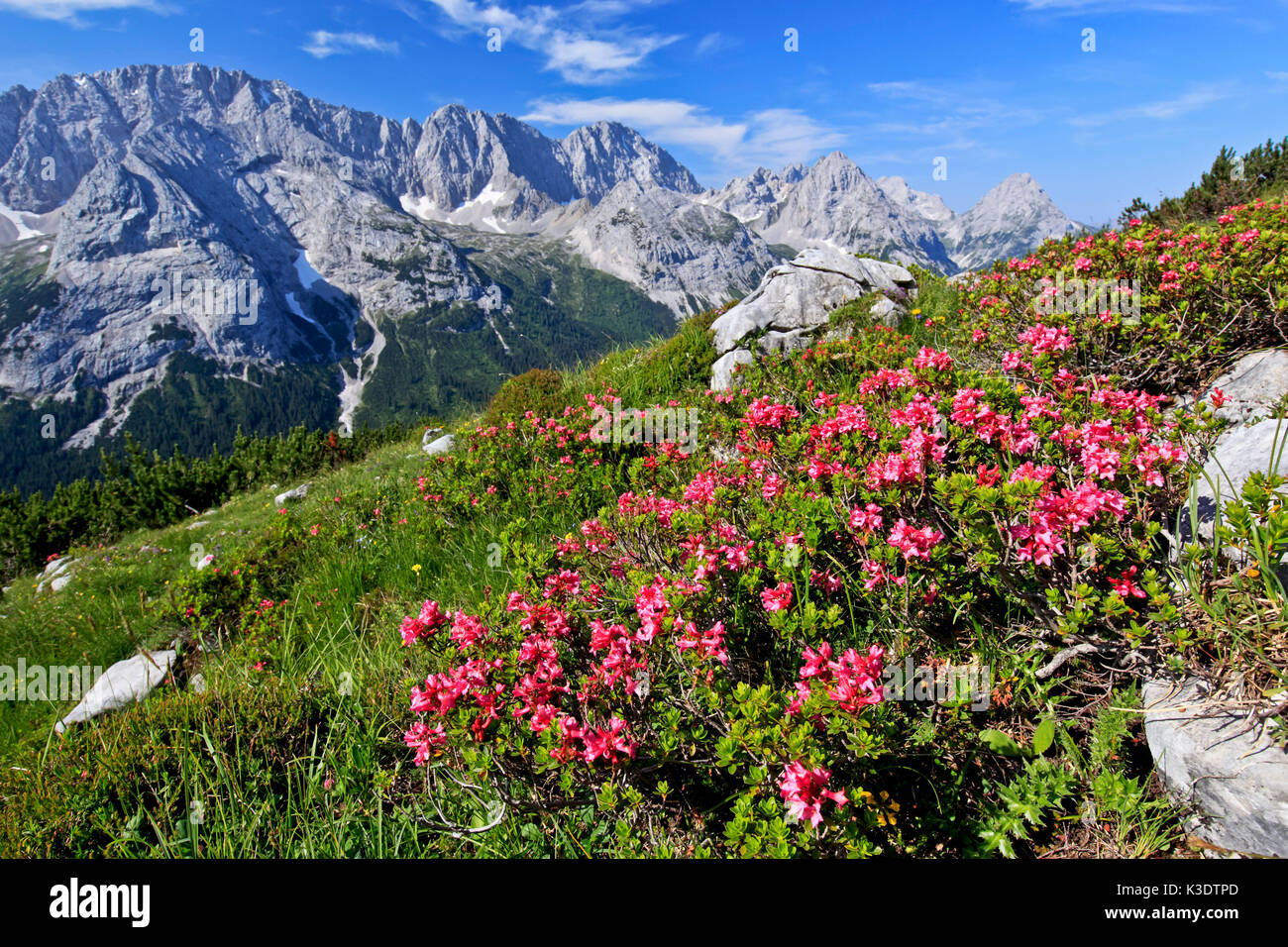 Austria, Tirolo, gamma di Wetterstein, montagne del Wetterstein, rosa alpina, Foto Stock