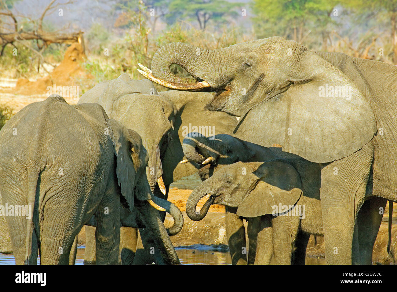 Africa, Sud Africa, Botswana, area di confine, Zimbabwe, il cacciatore Road, Elefanti Elefante africano Loxodonta africana, femmina, femmina elefanti, vitelli, giovani animali, Foto Stock