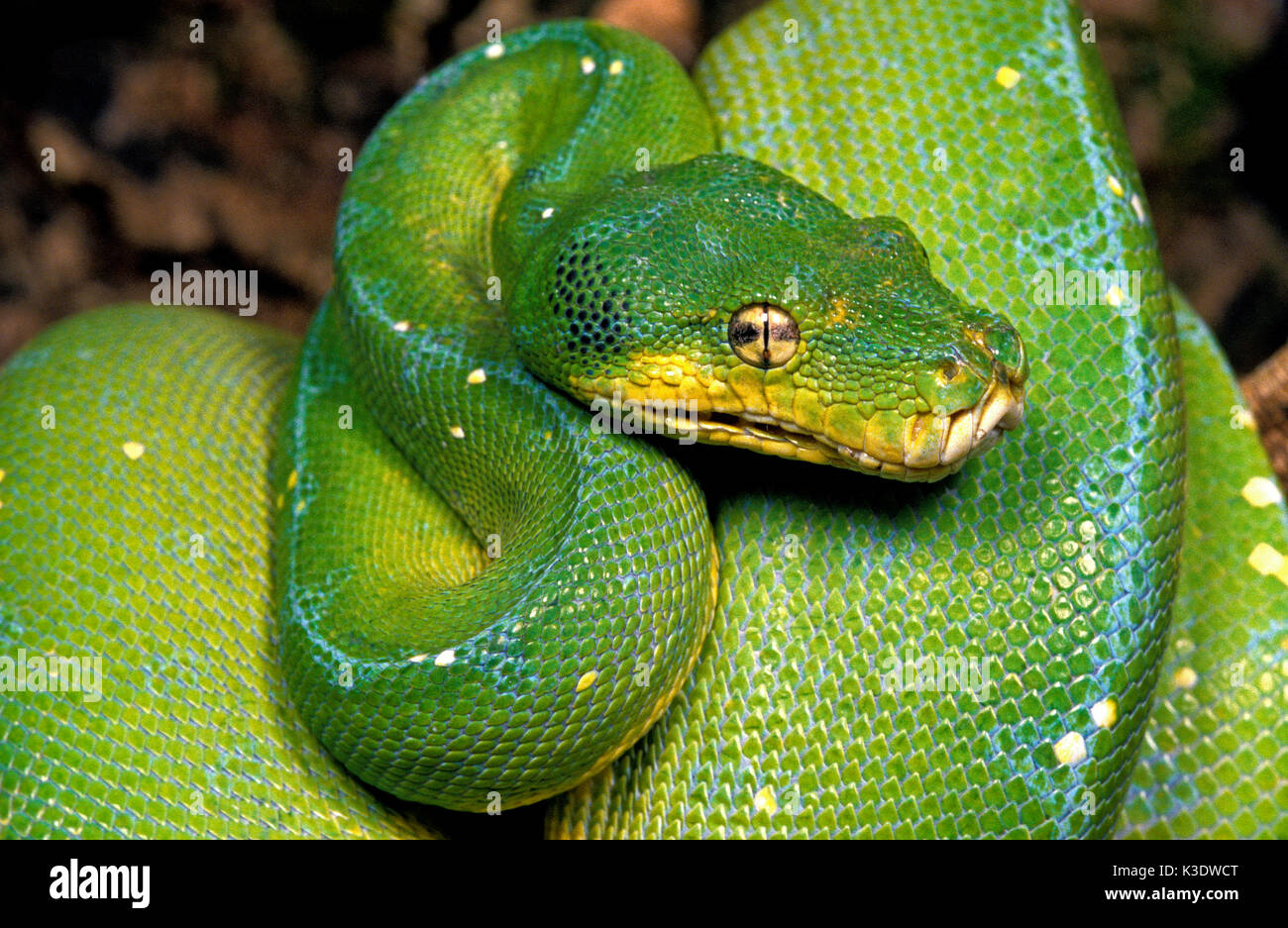 Green Tree python, Morelia viridis, Foto Stock