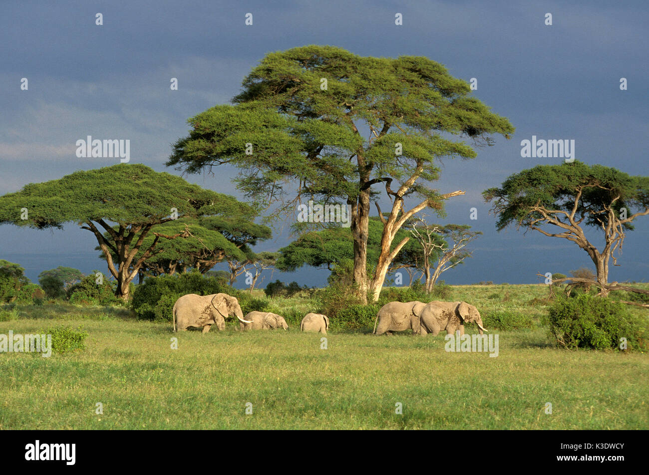 Gli elefanti africani, Loxodonta africana, savana, Kenya, Foto Stock