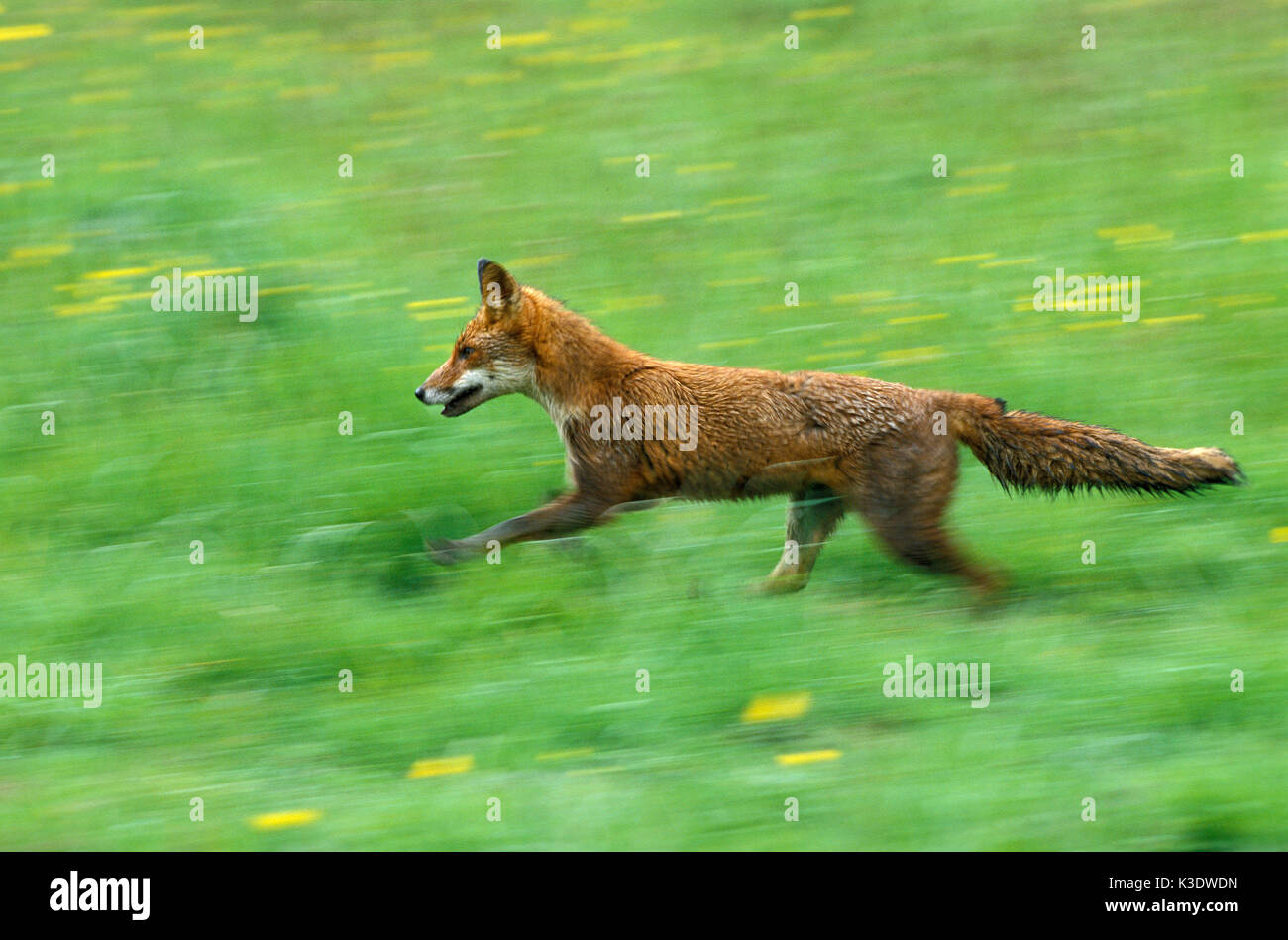 Red Fox, Vulpes vulpes, eseguire, prato, Foto Stock