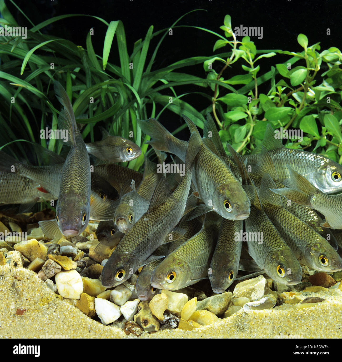 Occhi rossi, Rutilus, medium close-up, diverse, Foto Stock