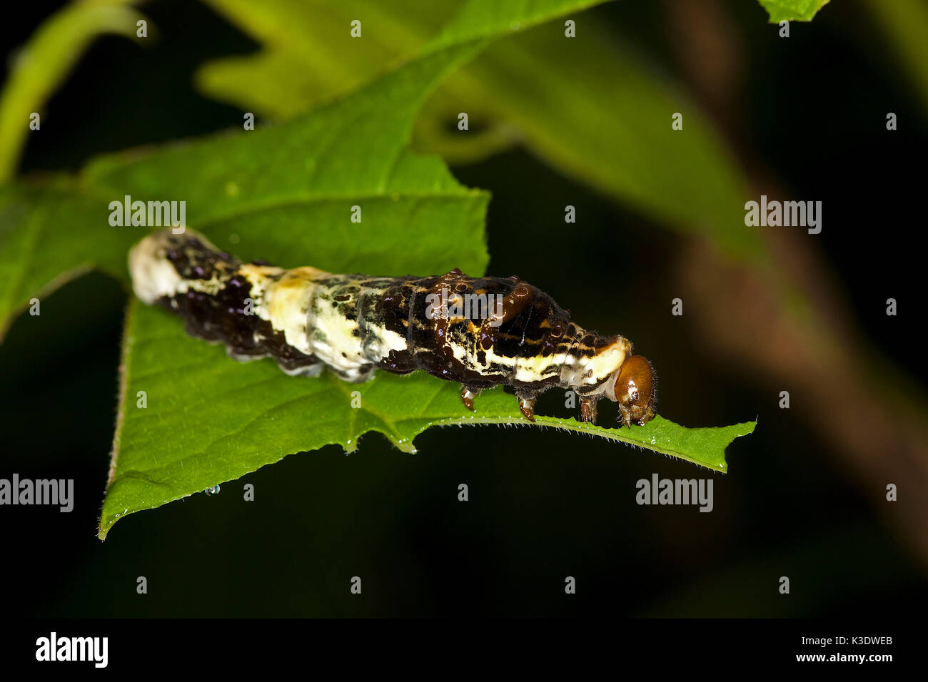 A coda di rondine, Caterpillar, Papilio amynthor, foglie, Foto Stock