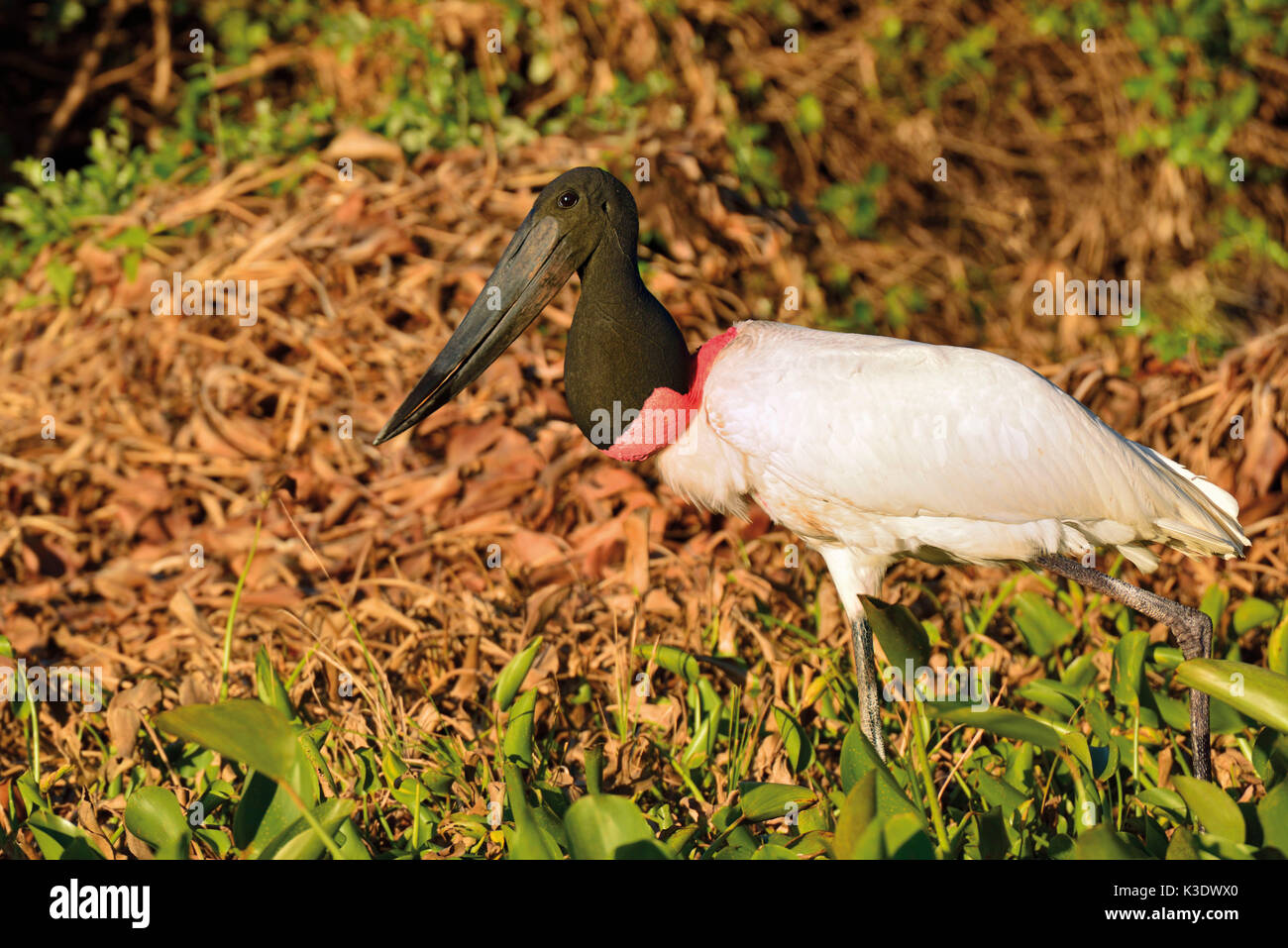 Il Brasile, Pantanal, Jabiru Aeroporto stork, Jabiru Aeroporto mycteria, fodera cerca al Riverside, Foto Stock