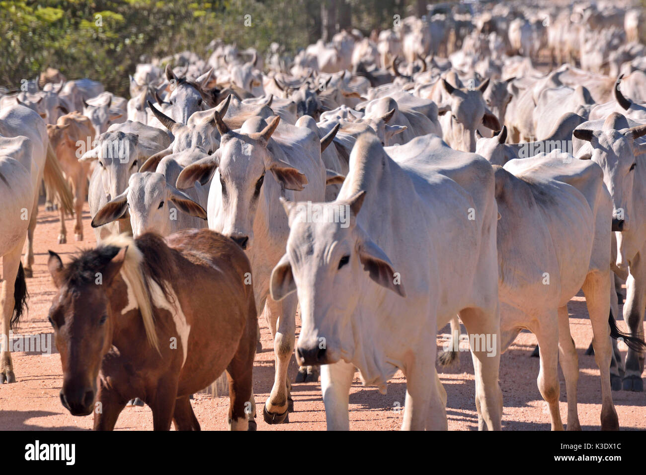 Il Brasile, Pantanal, allevamento di bestiame Nelore Cattles, conformato alle condizioni climatiche del più grande bottomlandes della terra Foto Stock